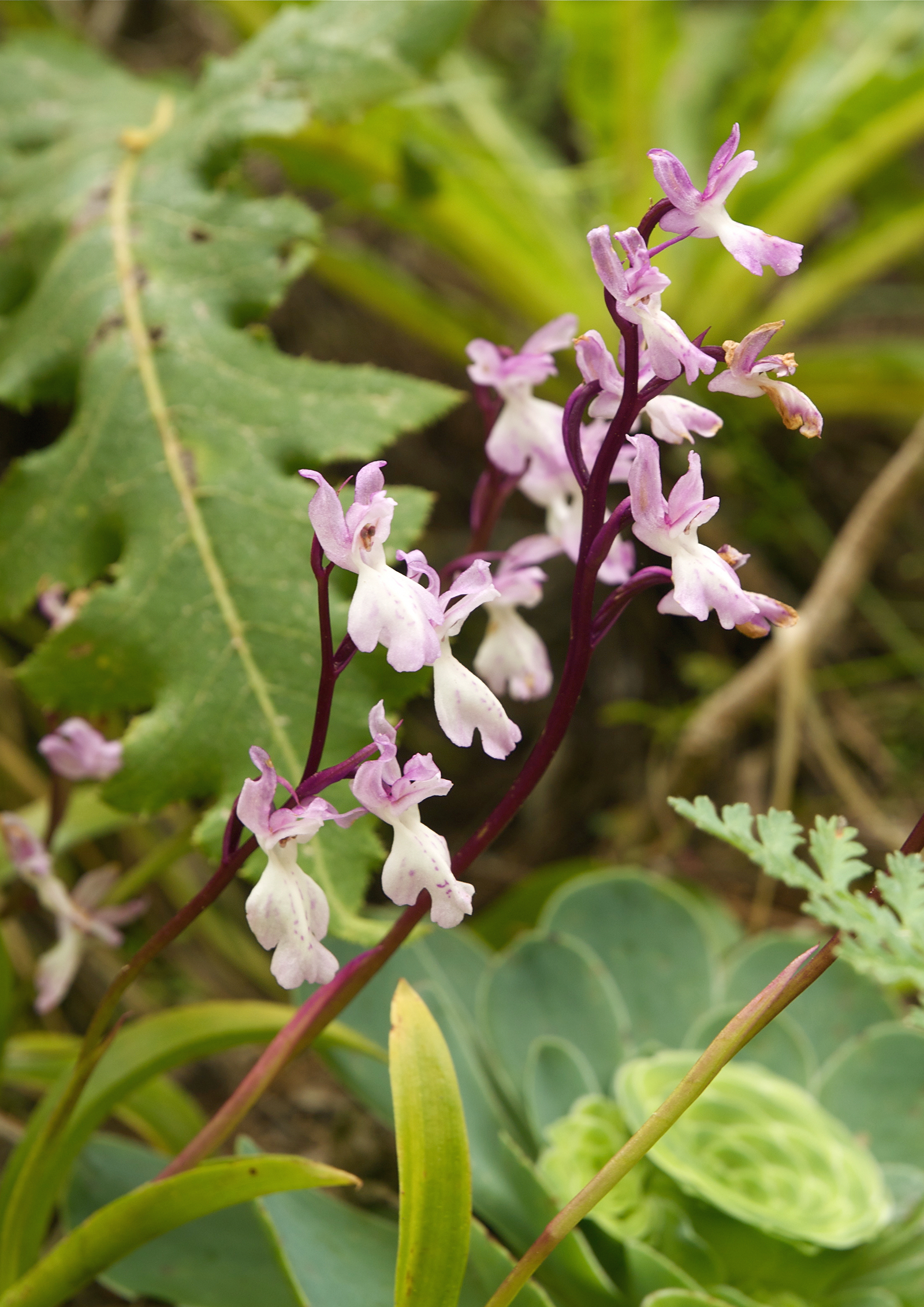 Orchis canariensis LC0215
