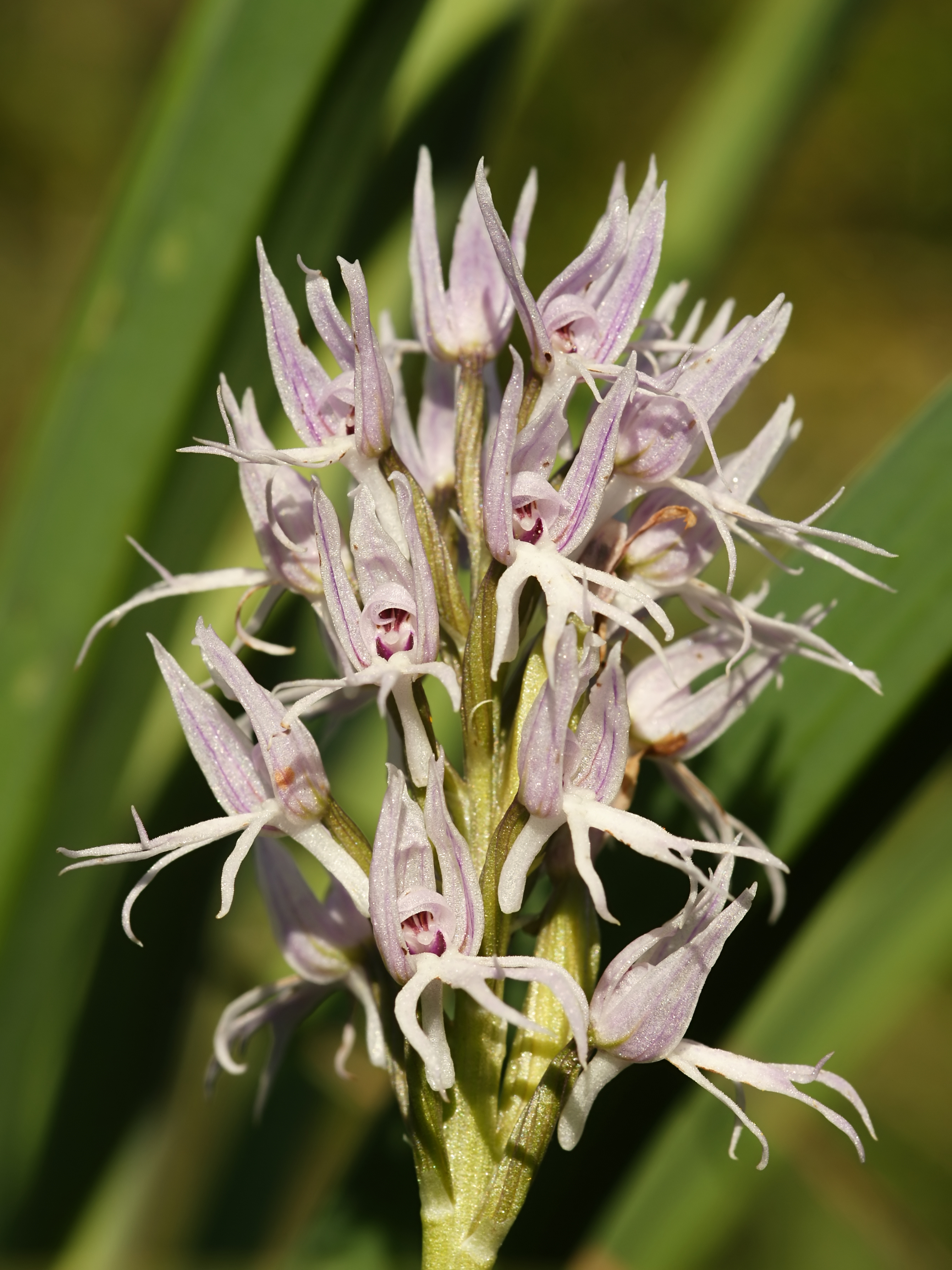 Orchis italica (flower spike)