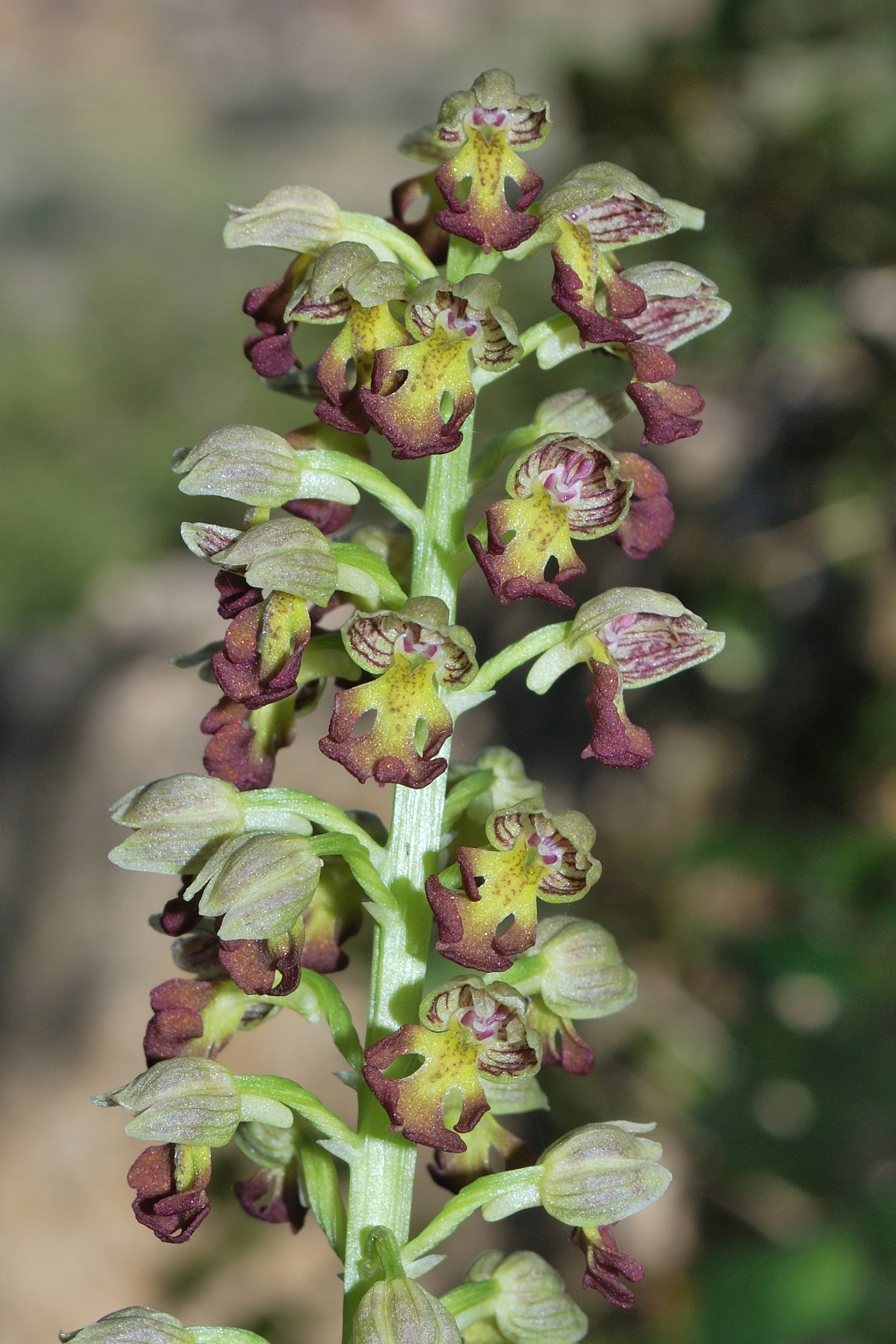 Orchis punctulata 1