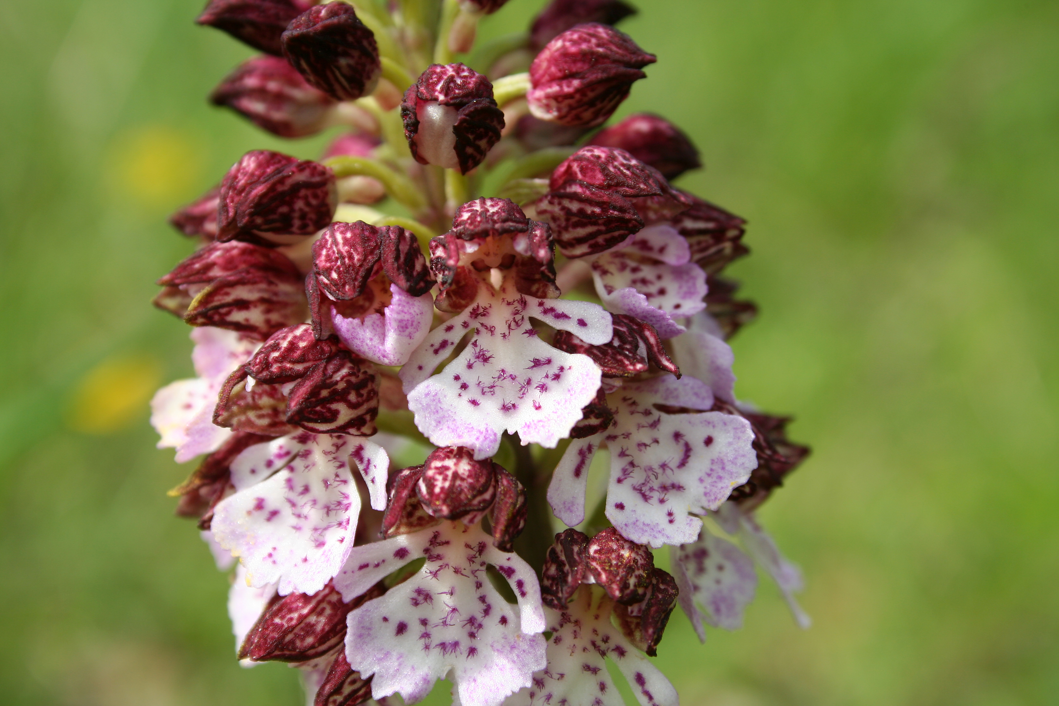 Orchis pururea close up