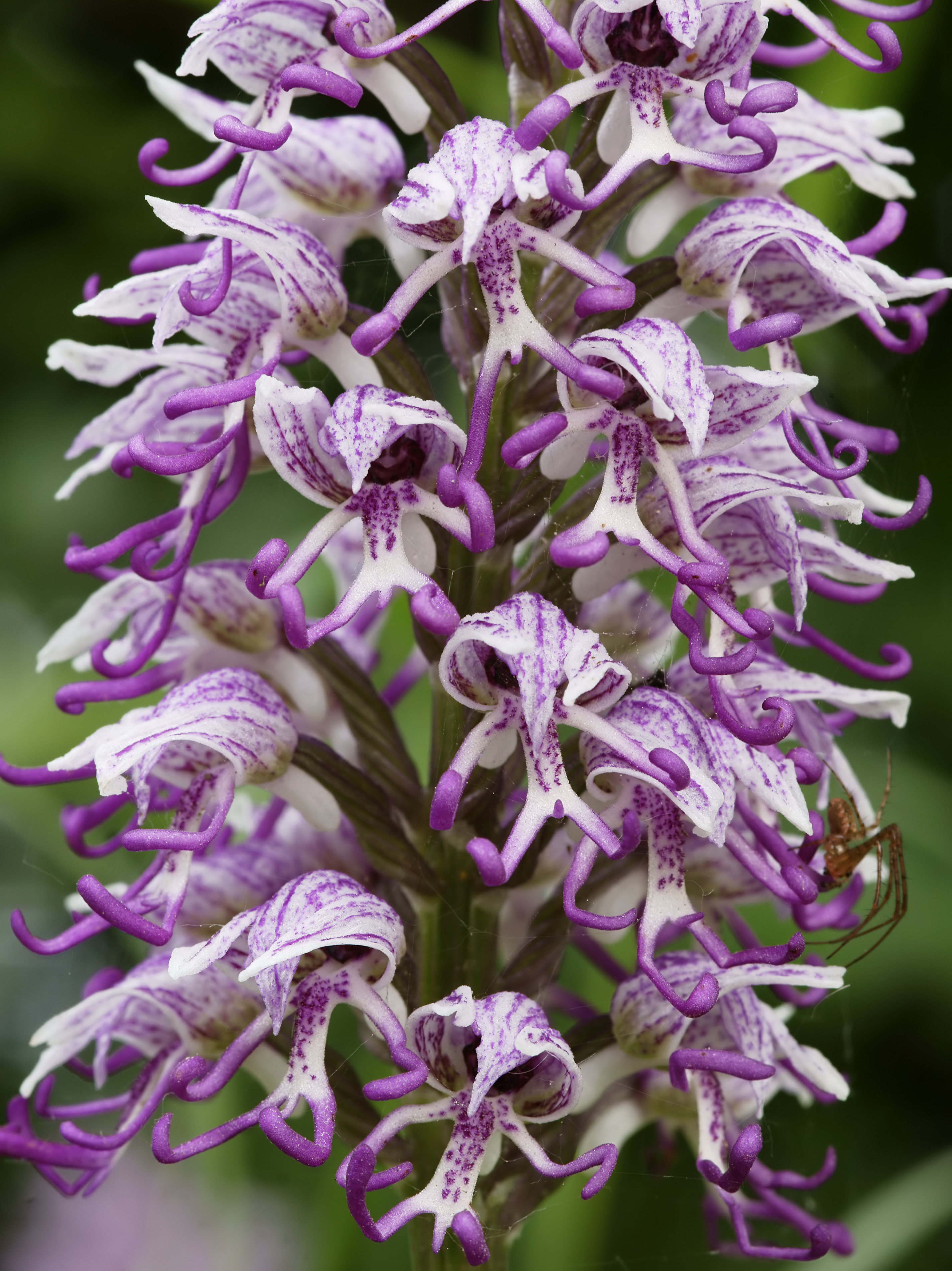 Orchis simia (flowers)