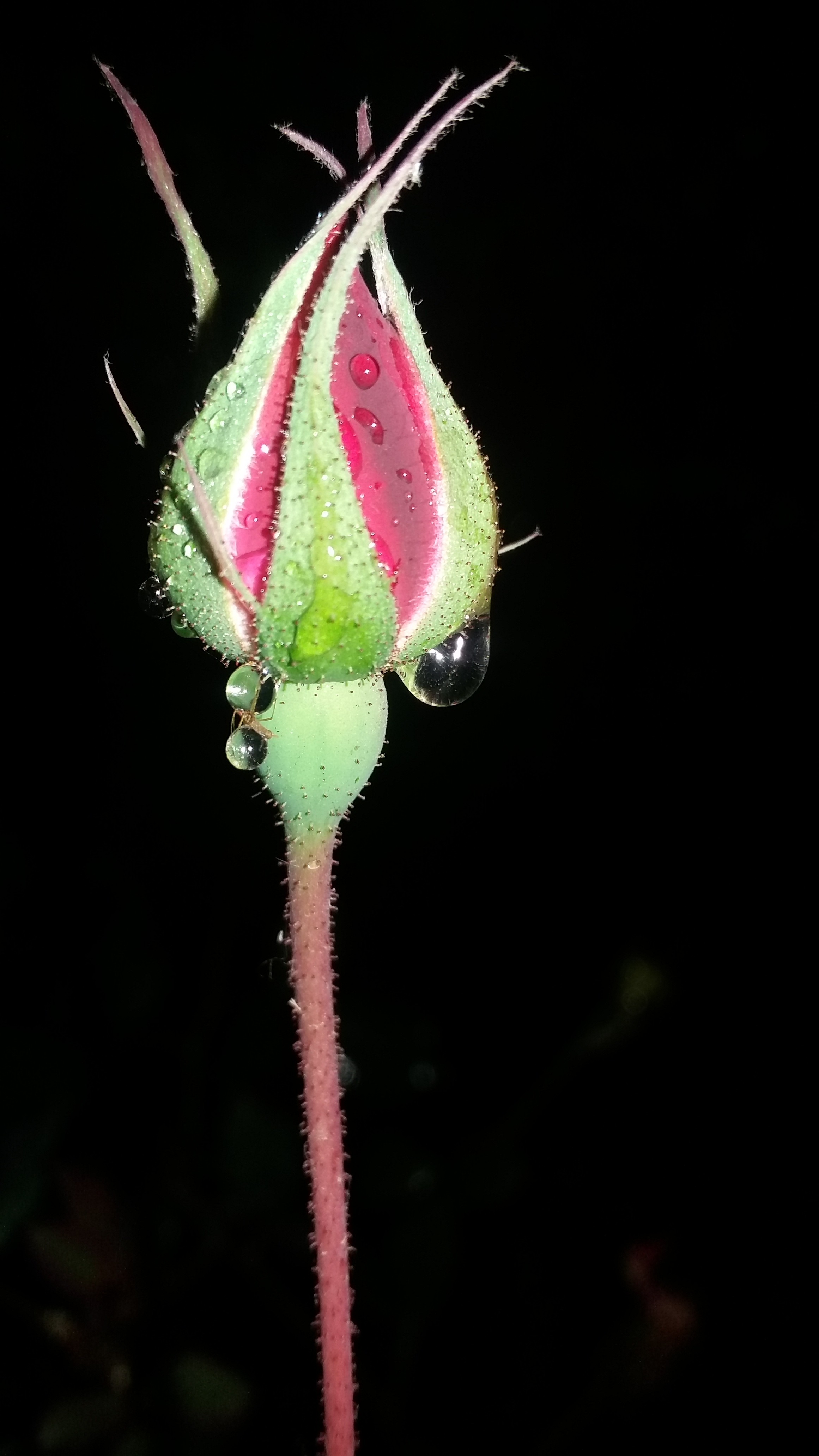 ORIGINATING ROSE FLOWER
