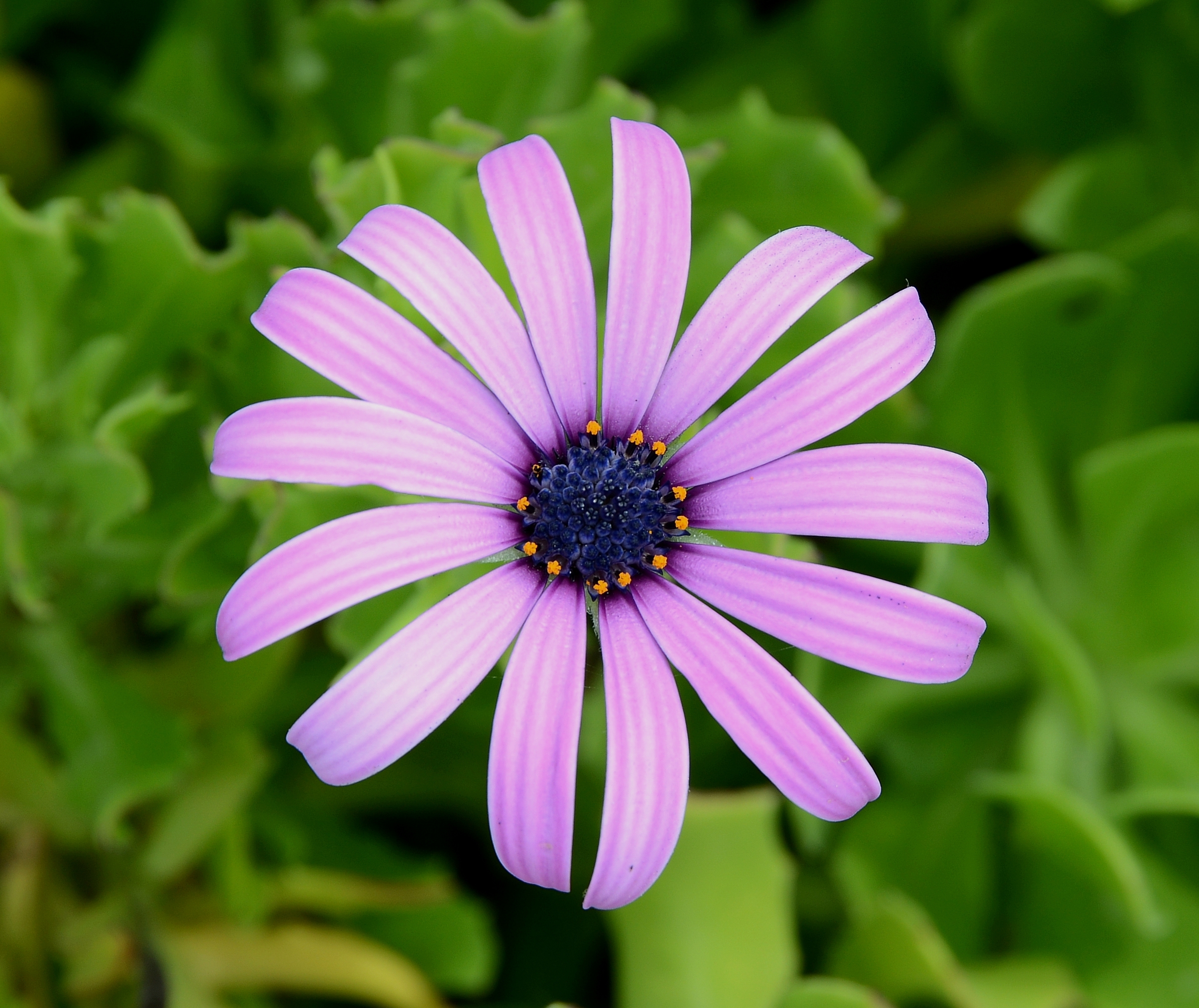 Osteospermum August 2015-2