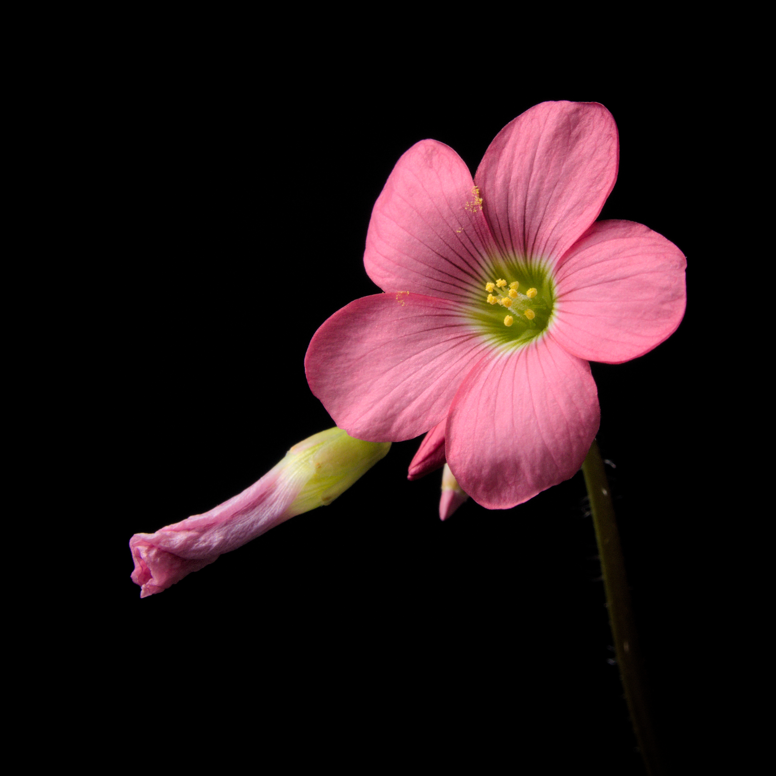 Oxalis tetraphylla20150428 3041