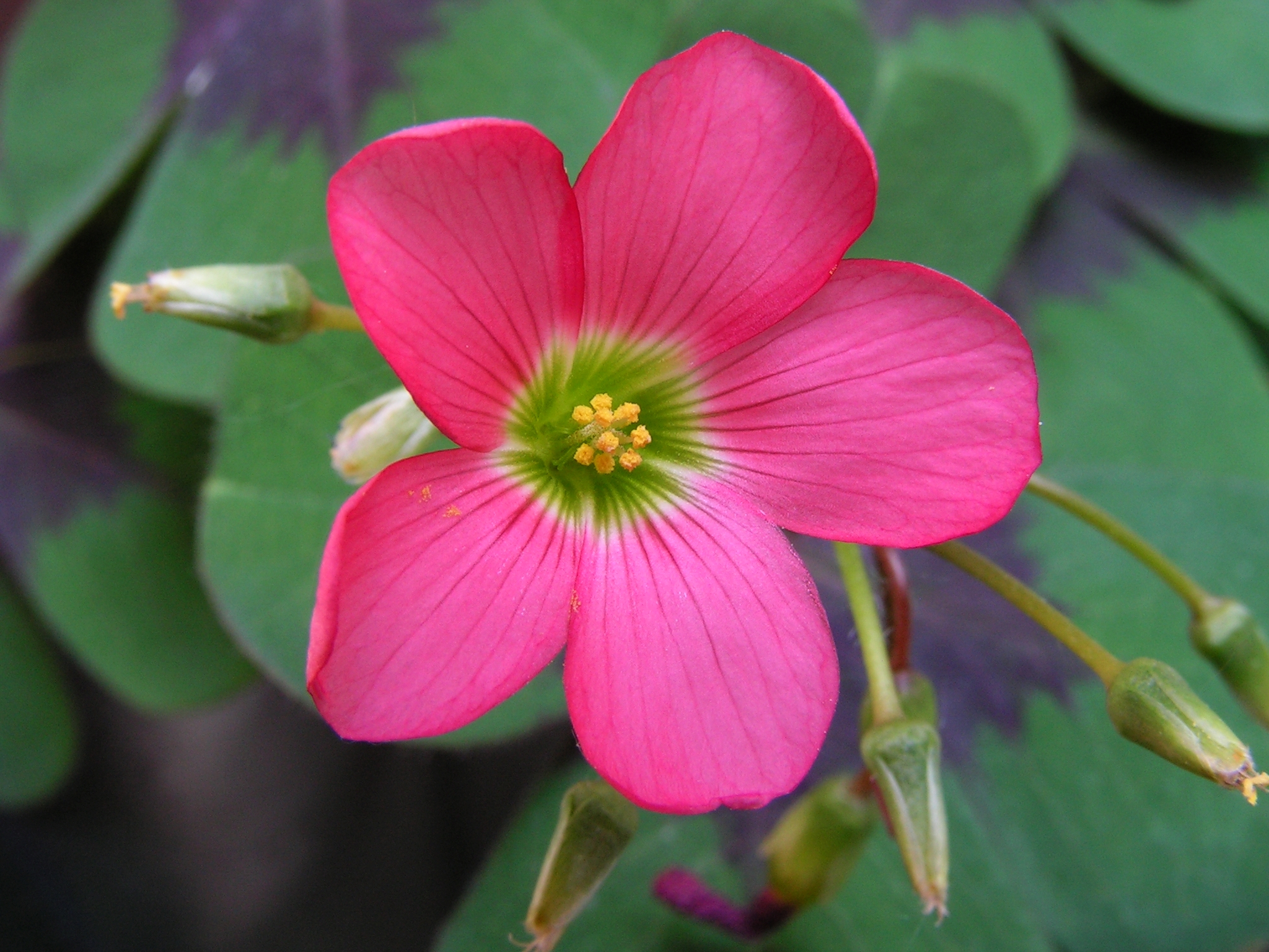 Oxalis tetraphylla Iron Cross20110602 05