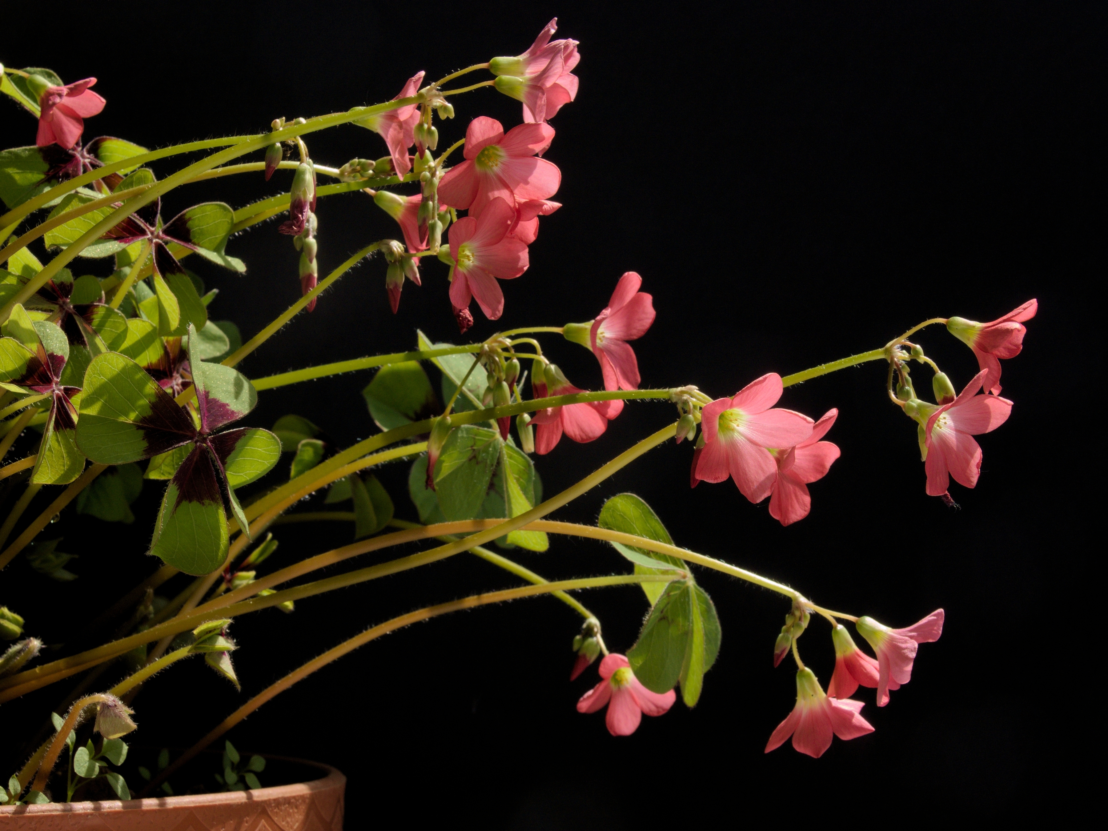Oxalis tetraphylla Iron Cross20170523 7785