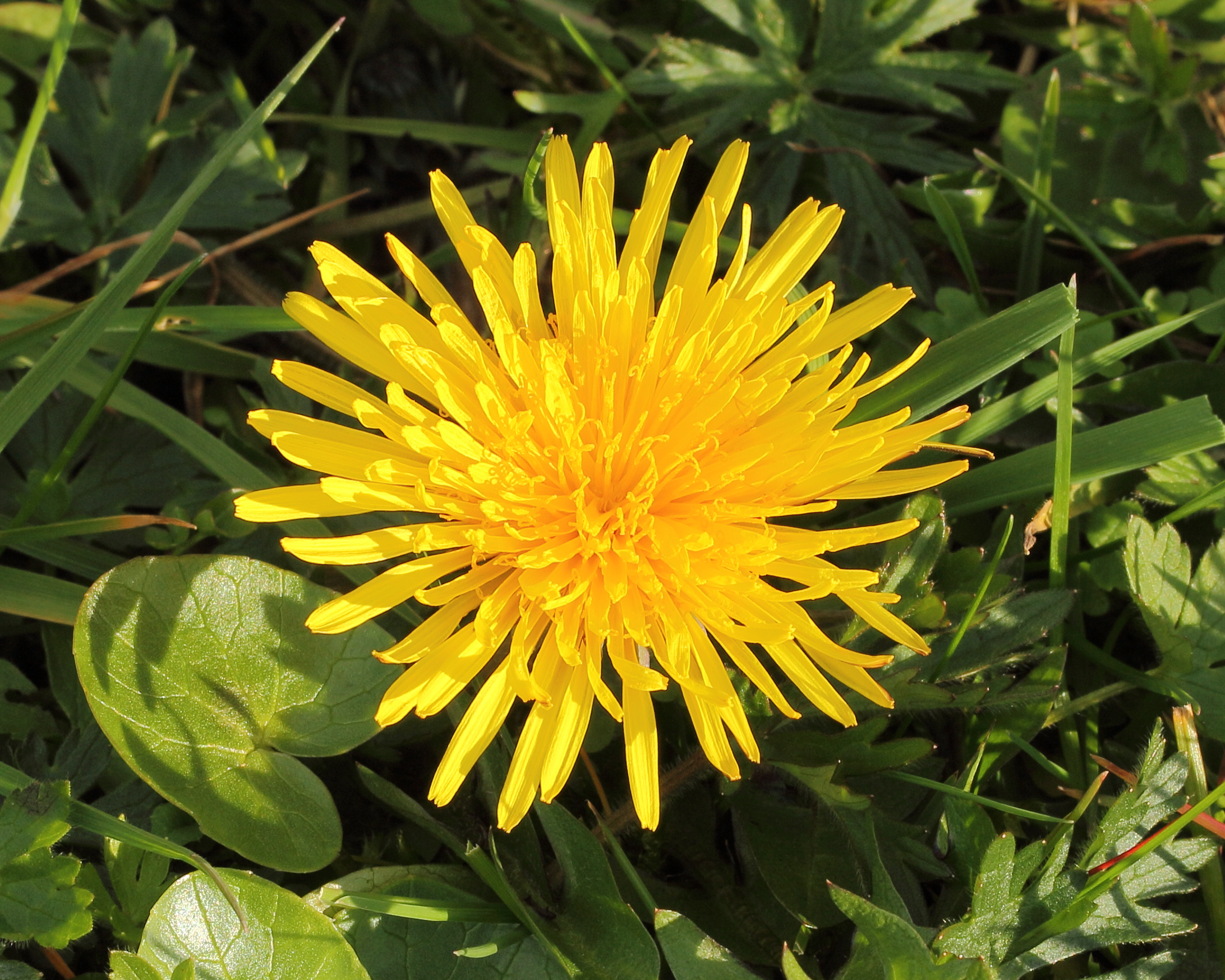 Paardenbloem (Taraxacum officinale) 07