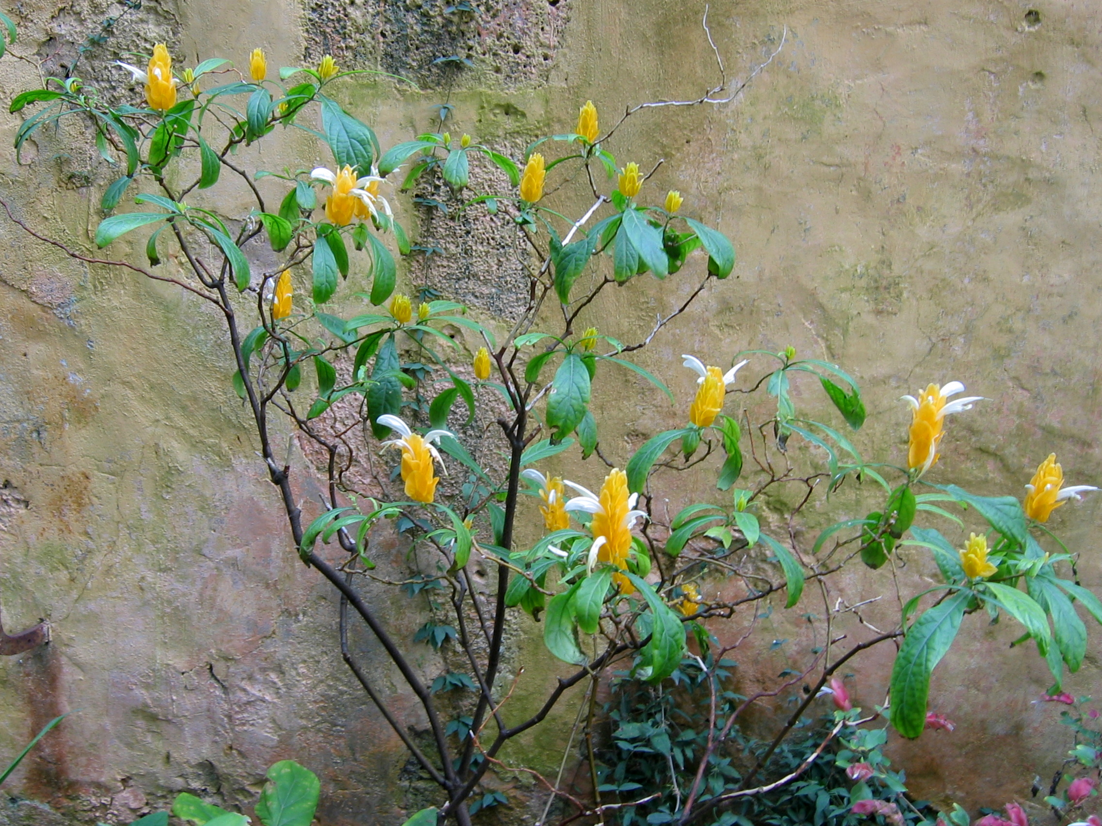 Pachystachys lutea (Puerto de La Cruz)