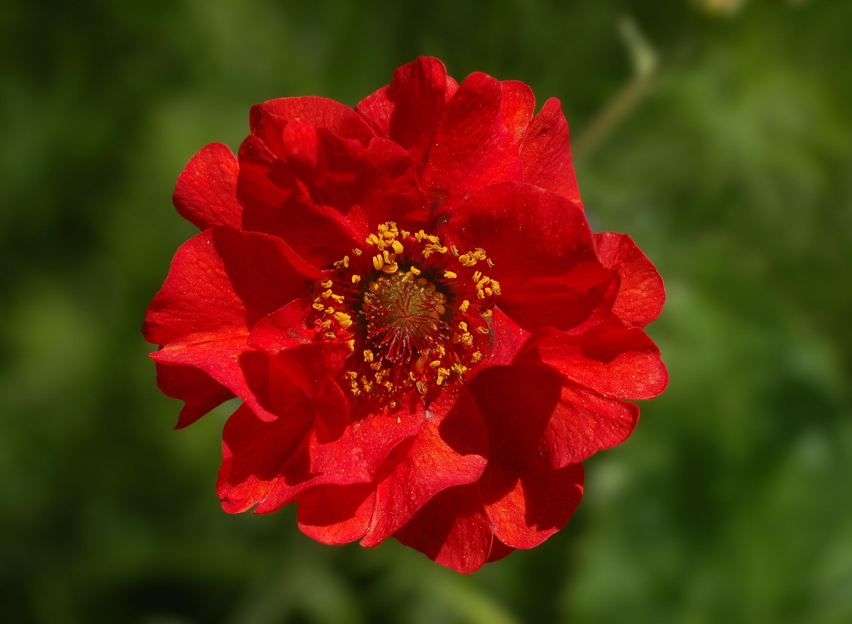 Paeonia (2005-0608-B)