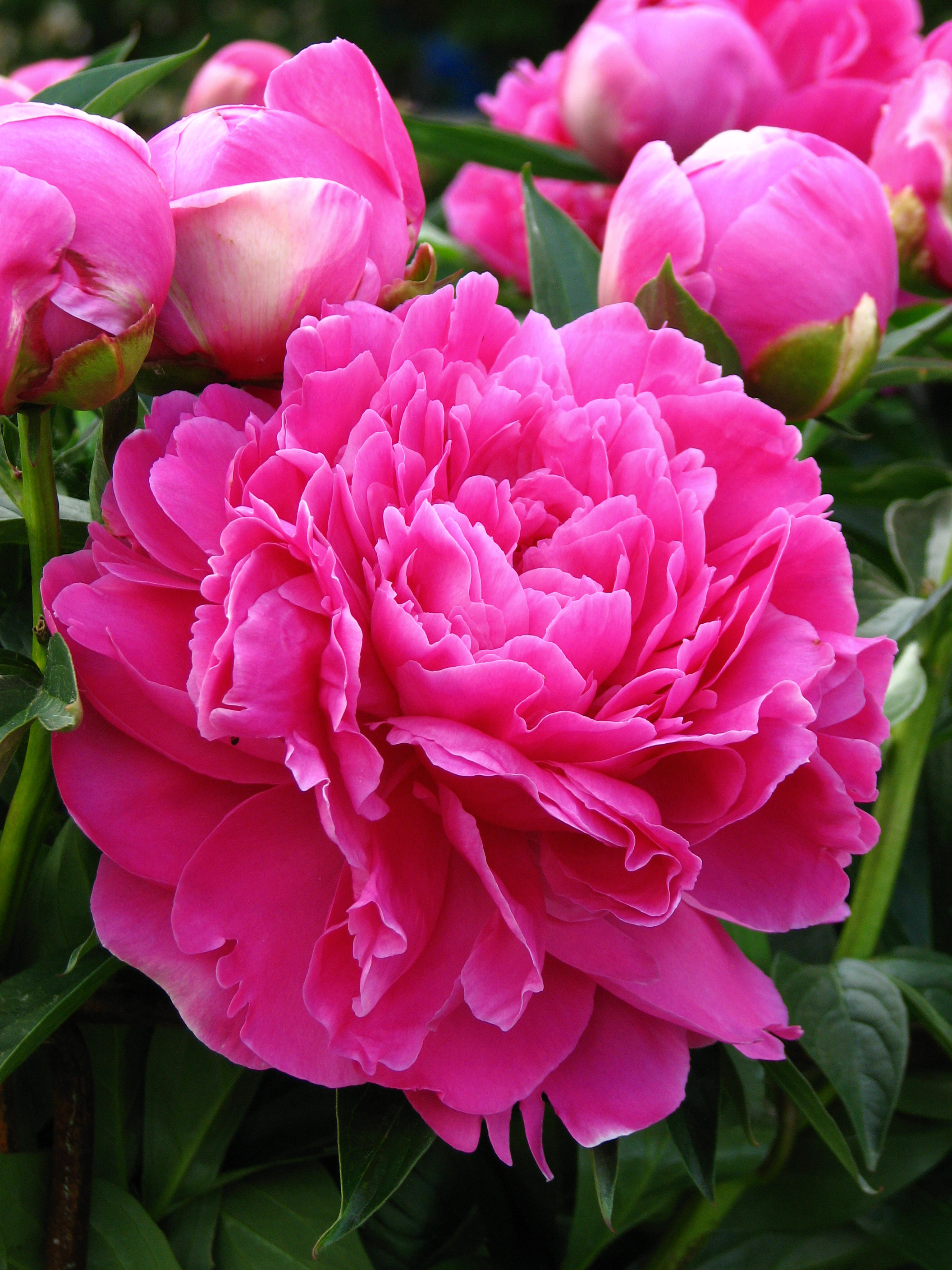 Paeonia 'Eleanor' 11