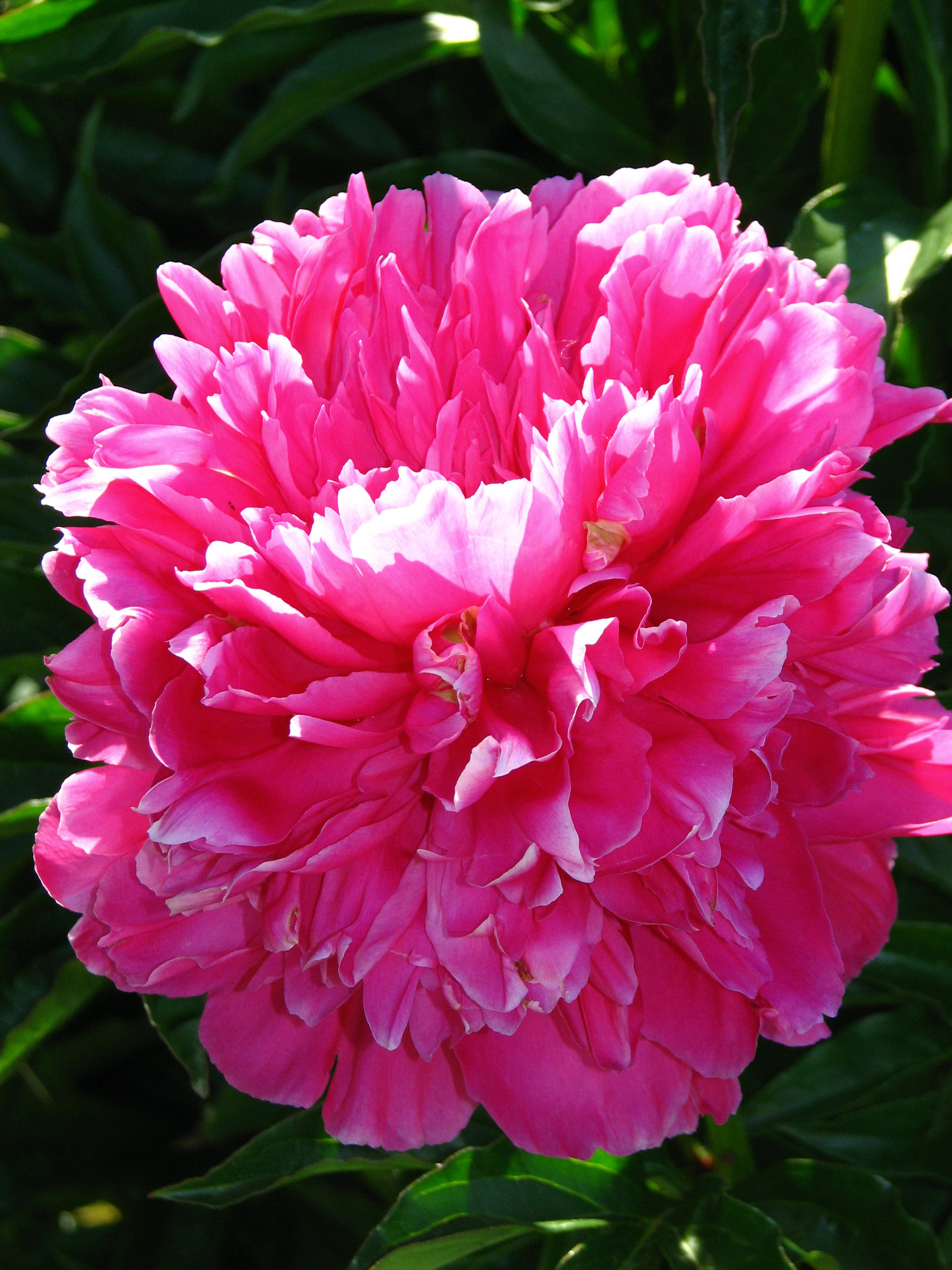 Paeonia 'Pobeda' 12