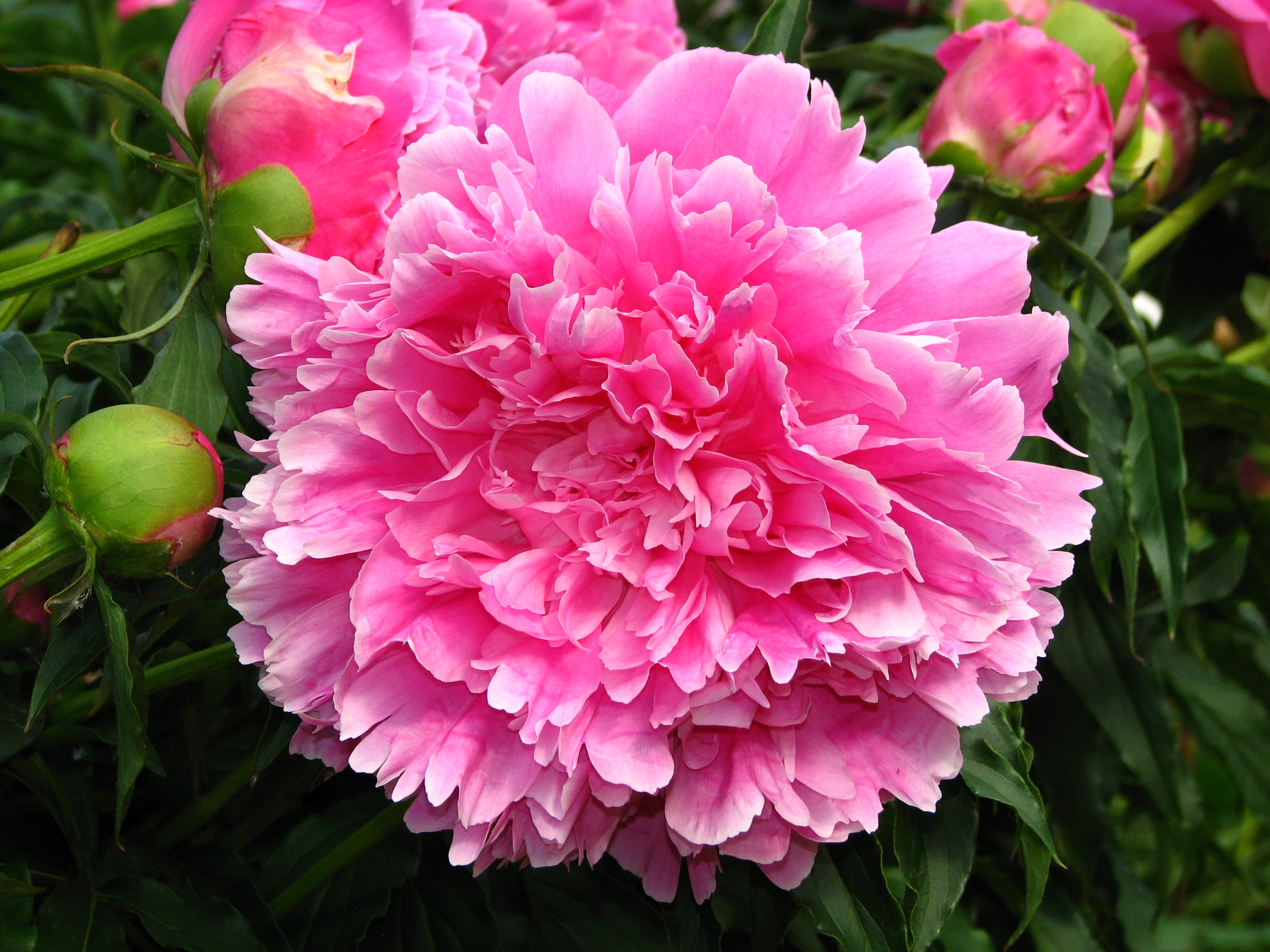 Paeonia 'Voskhod' 11