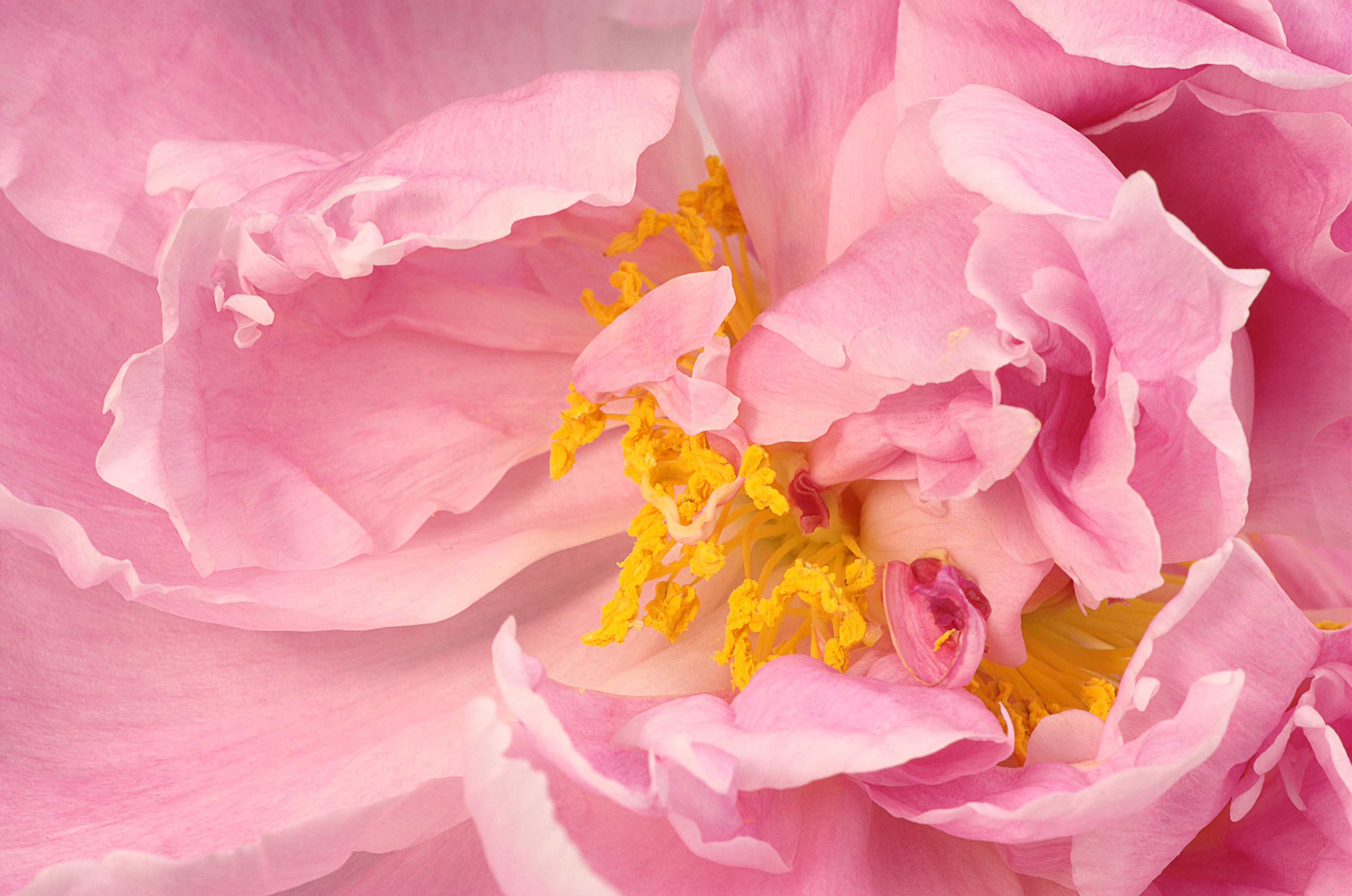 Paeonia Detail SK