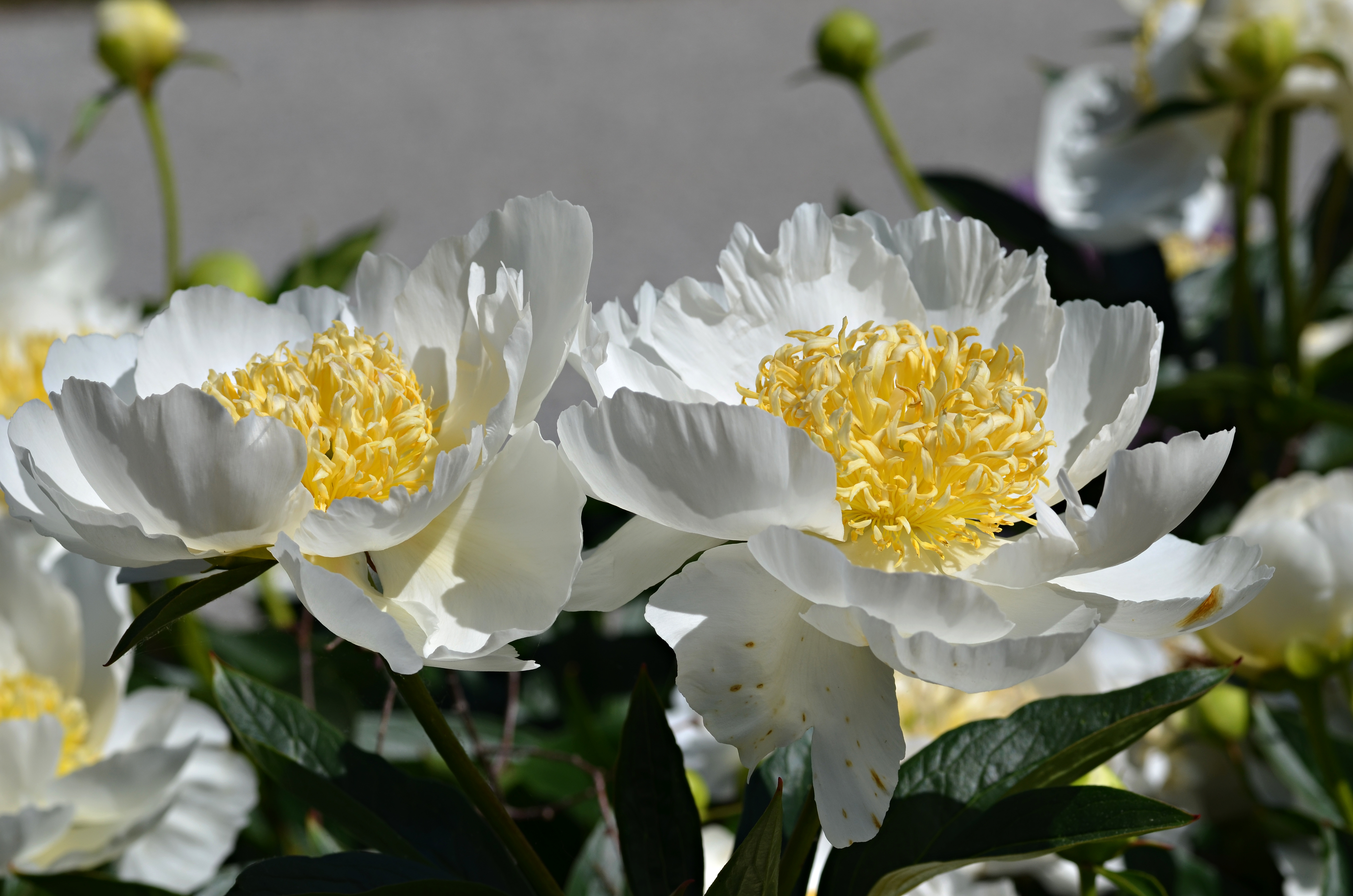 Paeonia lactiflora cv. Gold Rush Pair