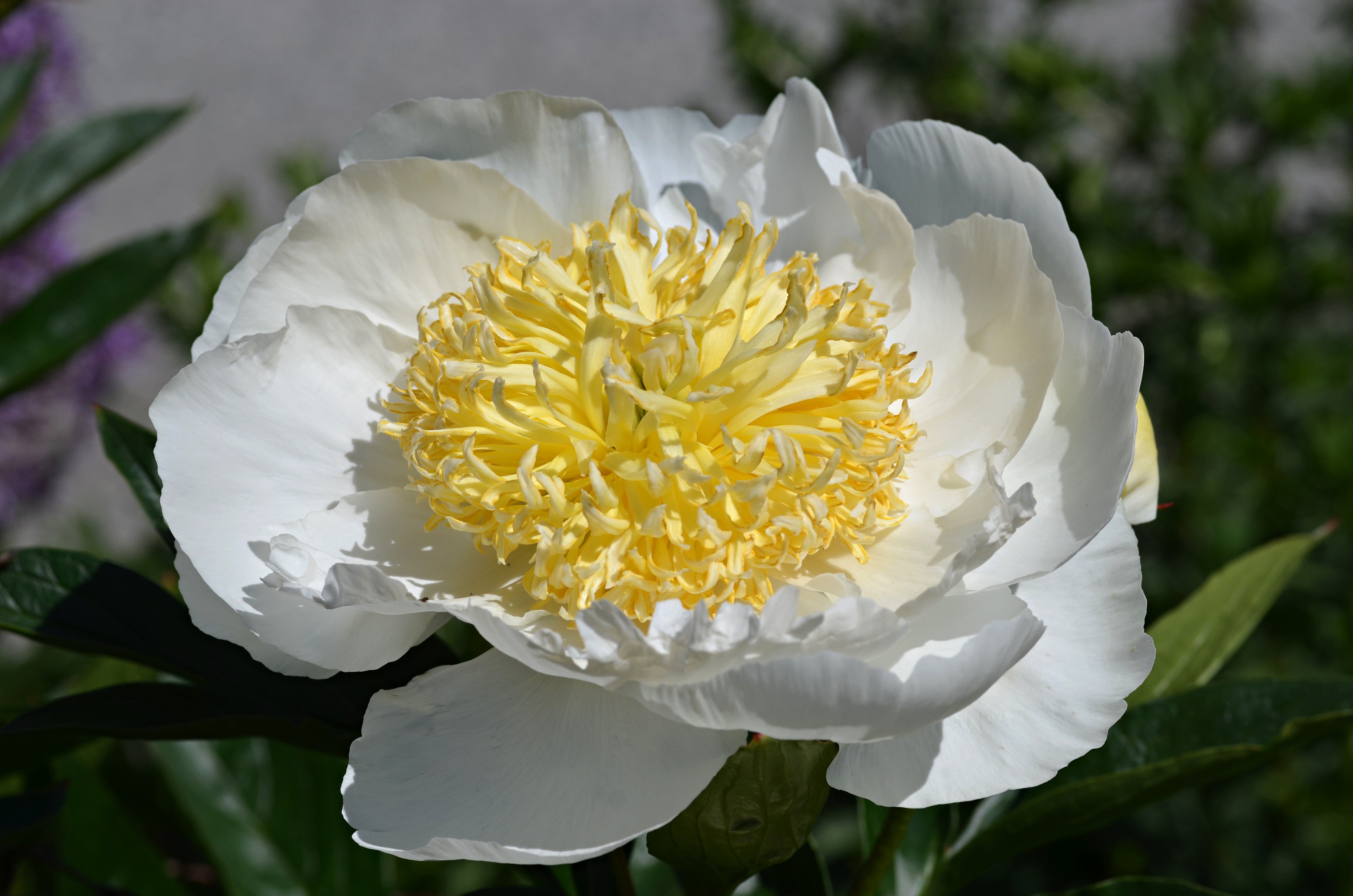 Paeonia lactiflora cv. Gold Rush Top