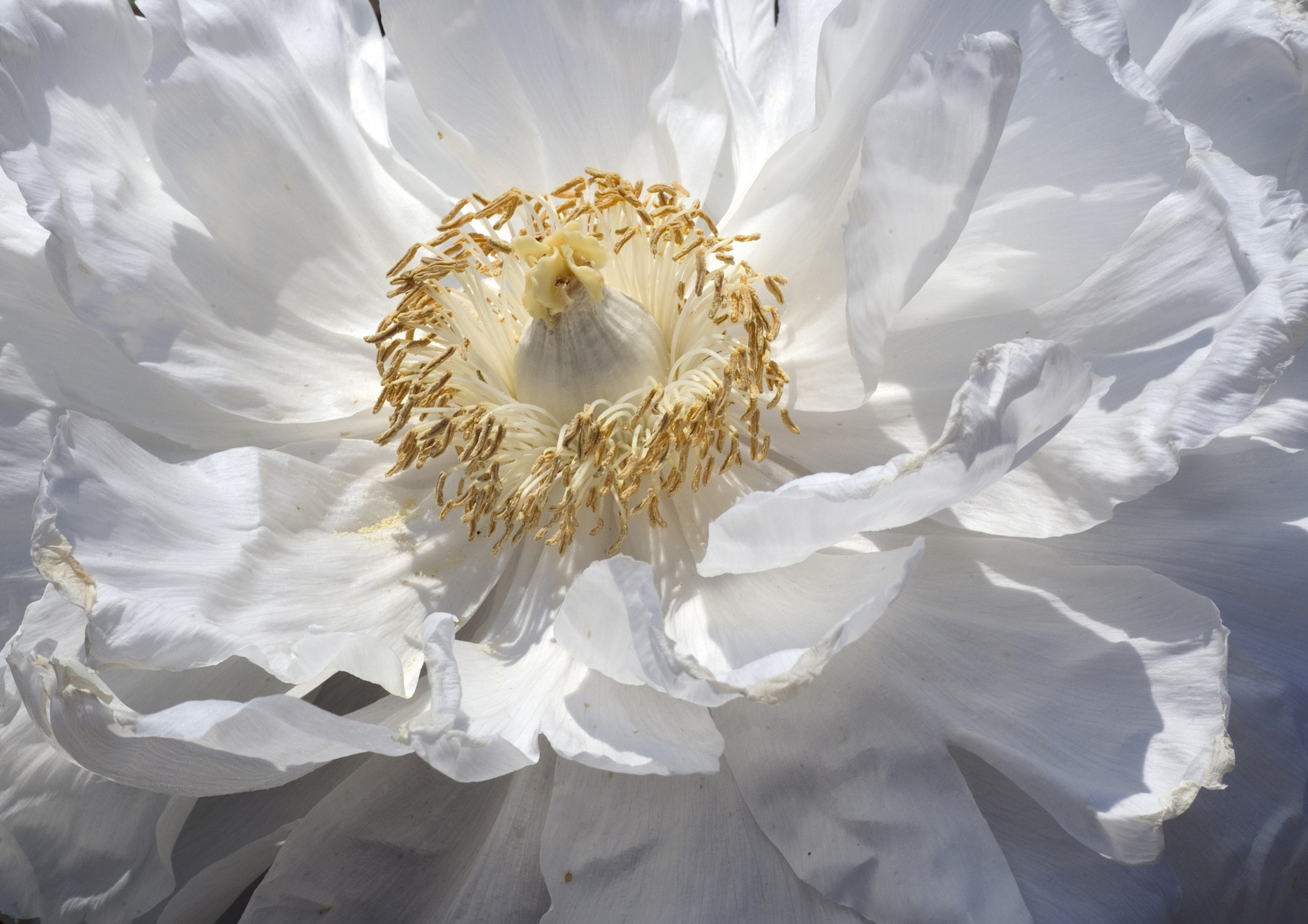 Paeonia suffruticosa white070503