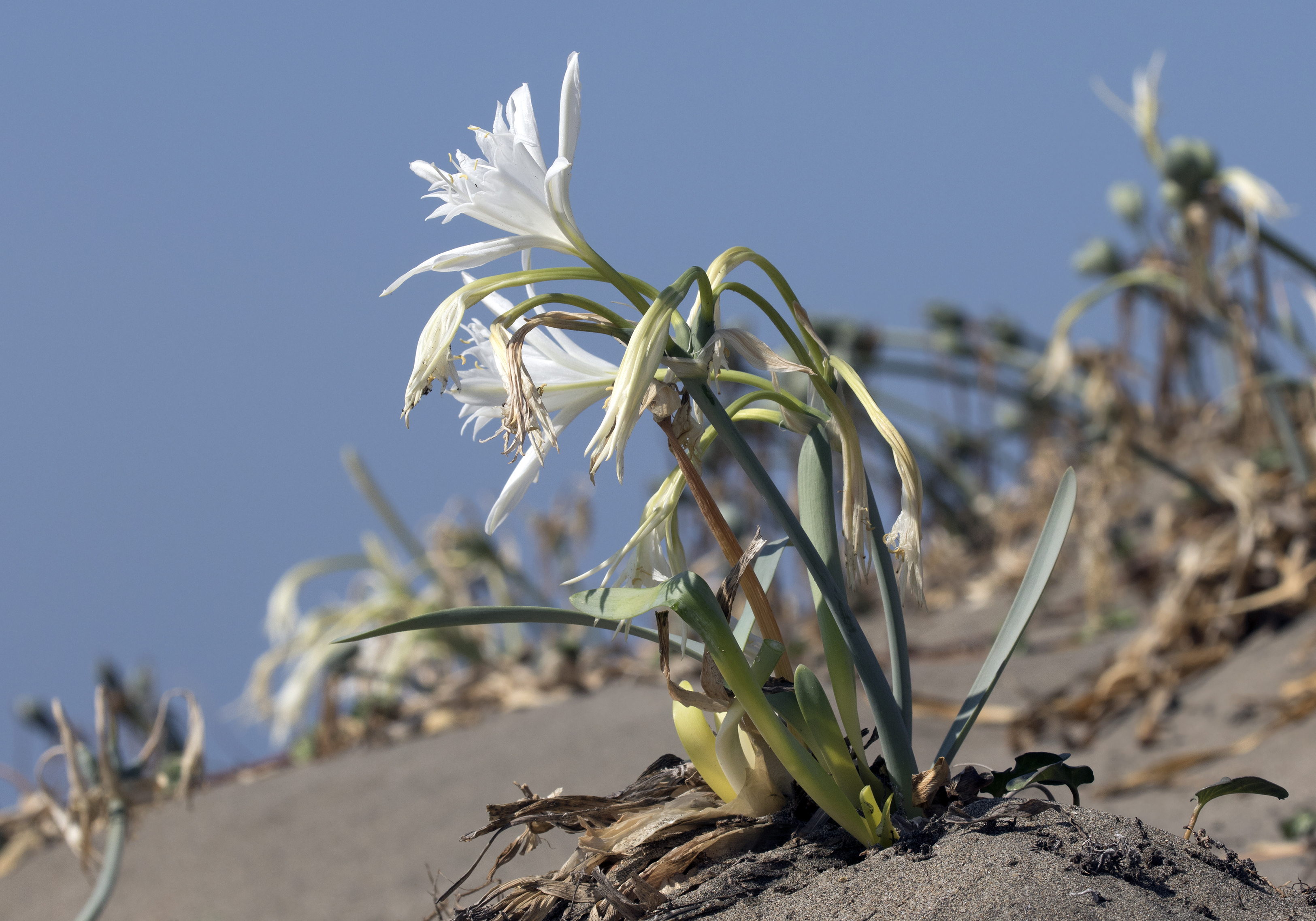 Pancratium maritimum - Sea daffodils 01-1