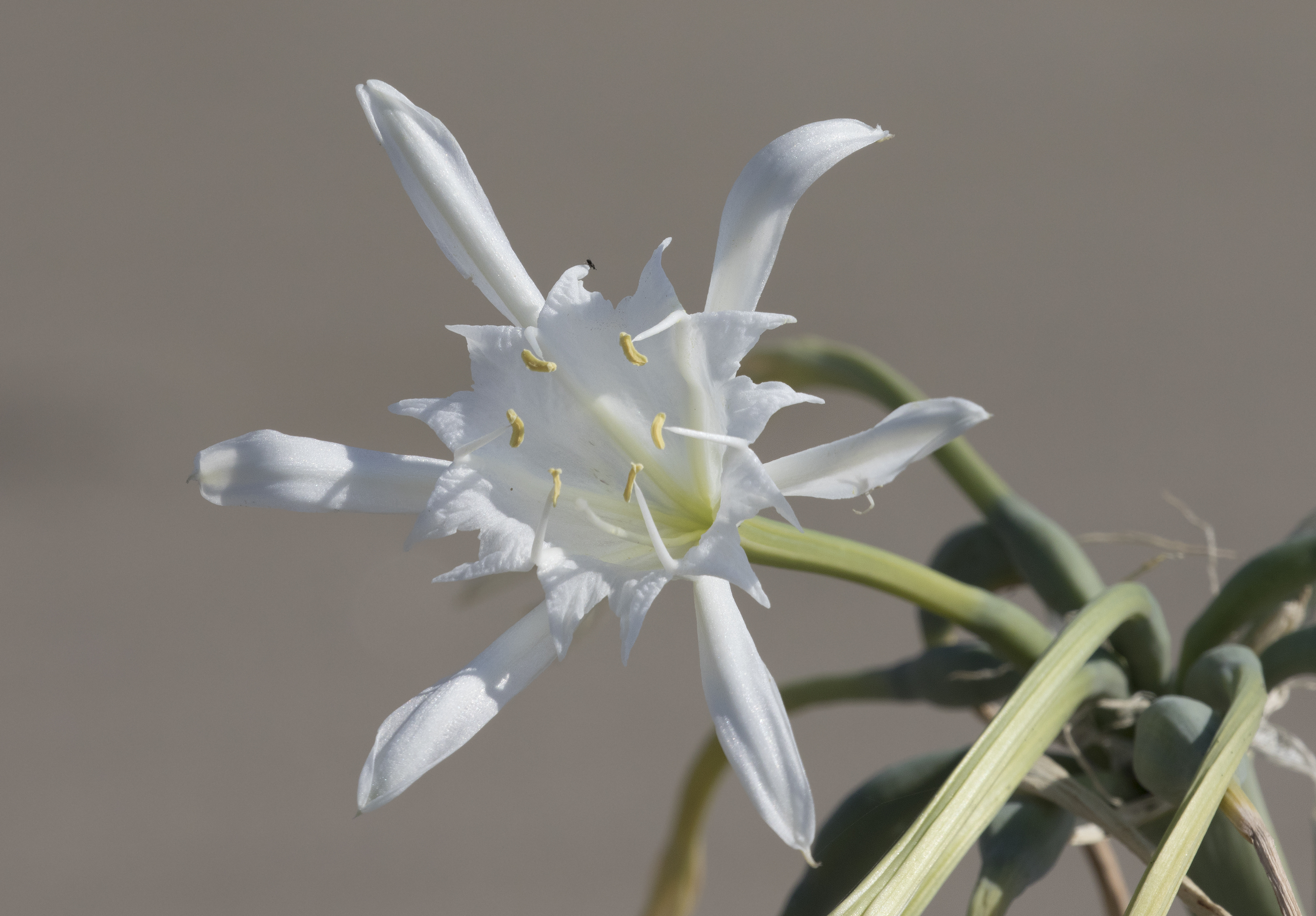 Pancratium maritimum - Sea daffodils 03-1