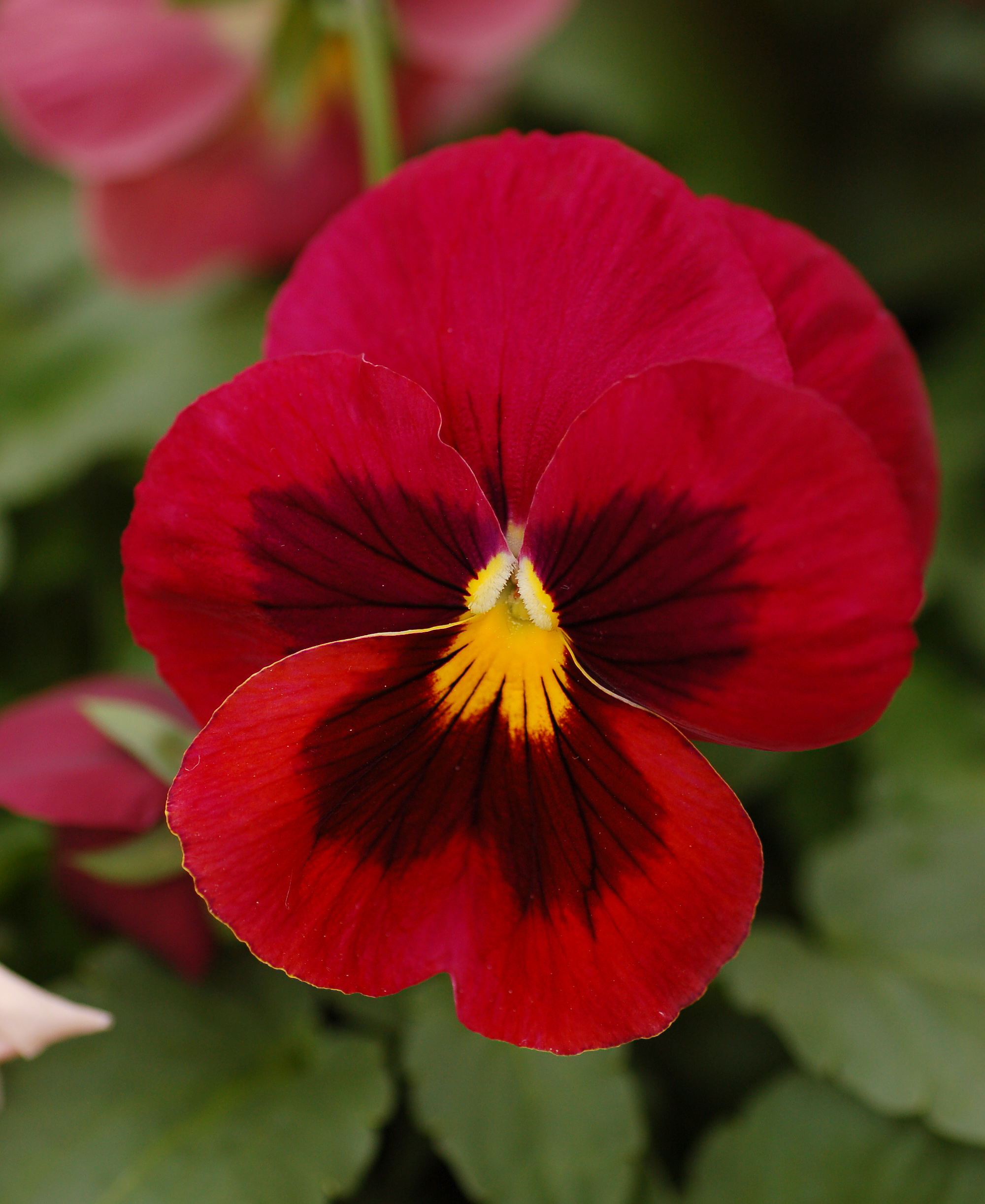 Pansy Viola x wittrockiana Red Cultivar Flower 2000px