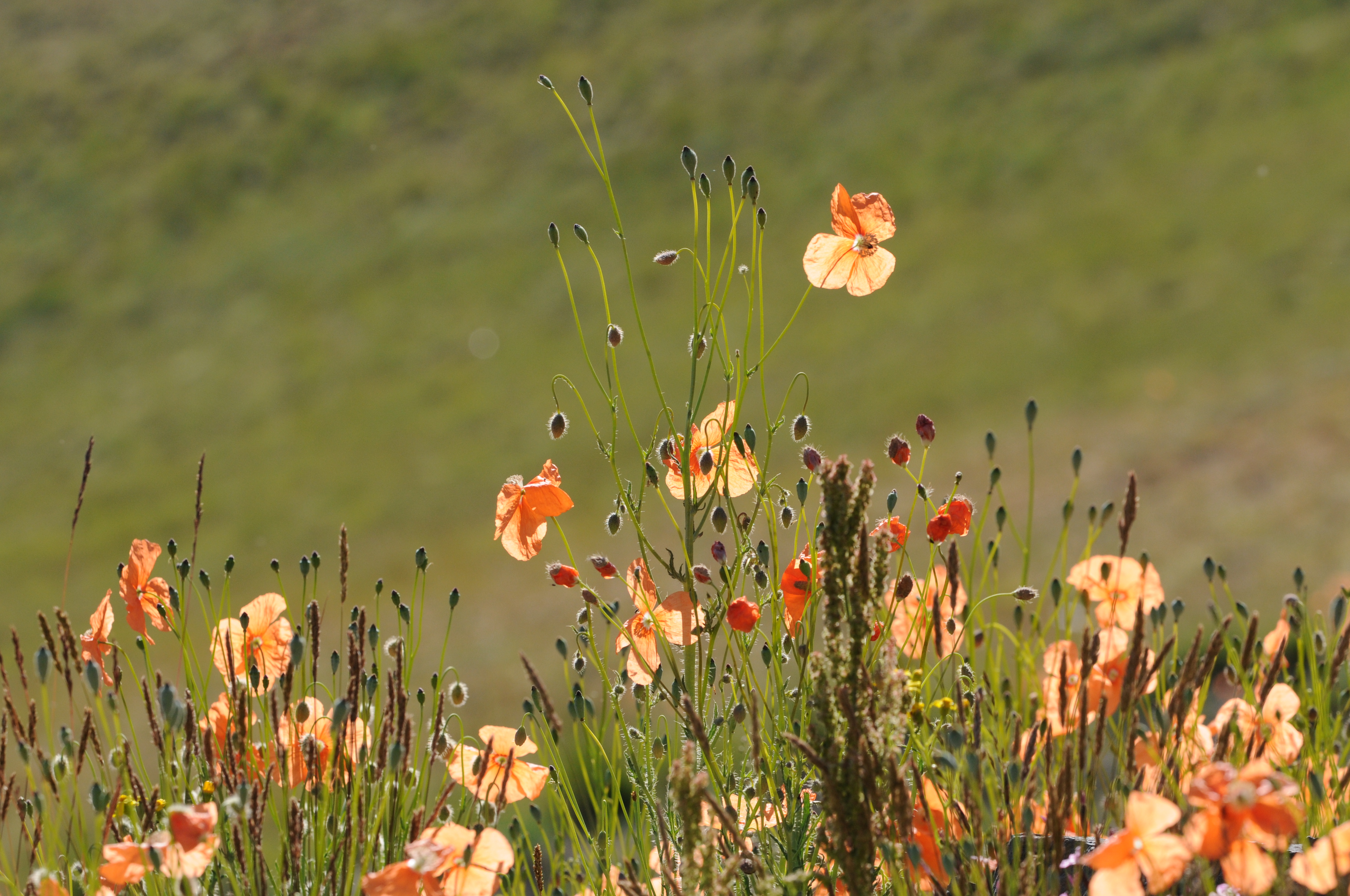 Papaver fugax 02