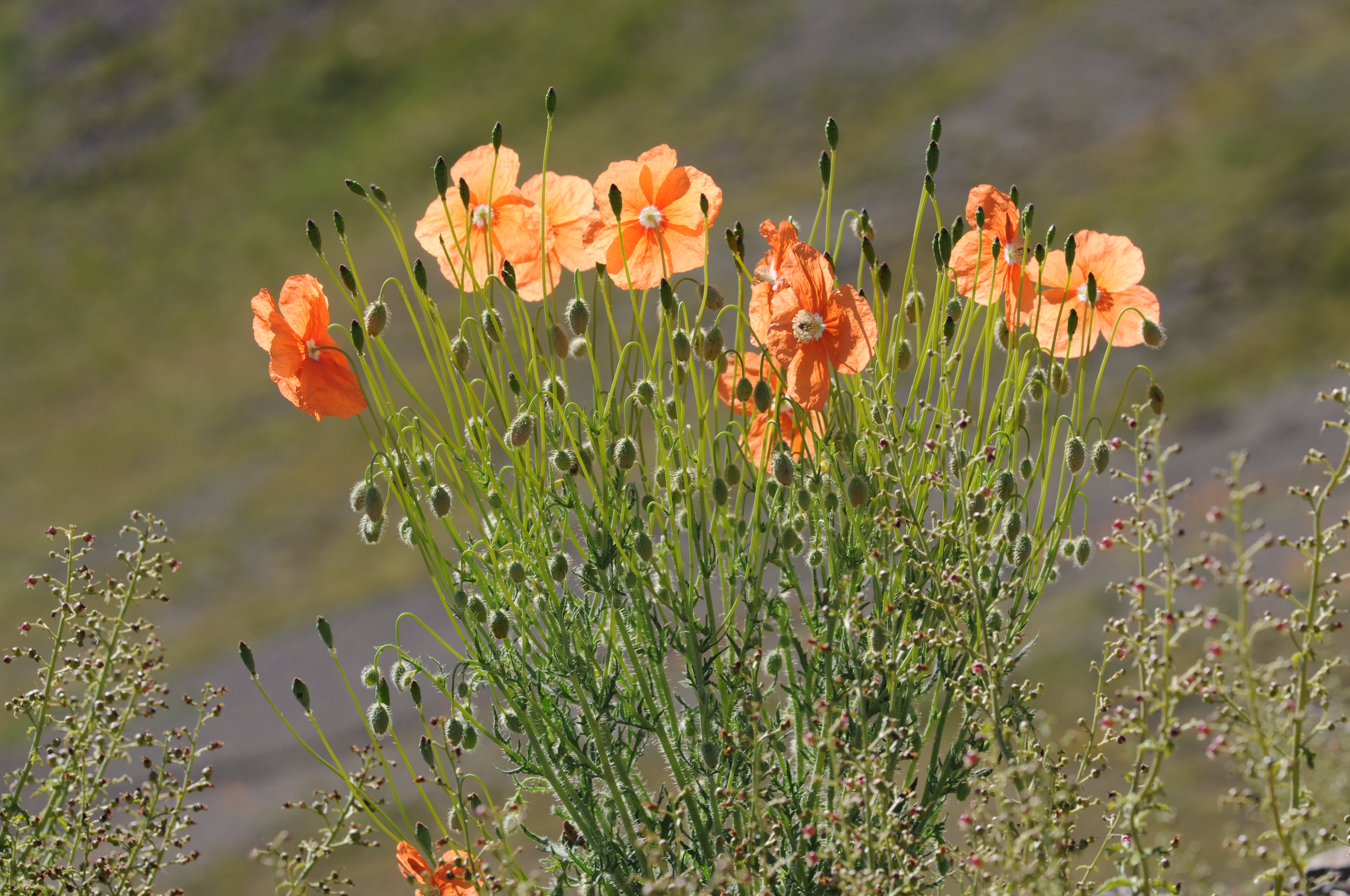 Papaver fugax 05