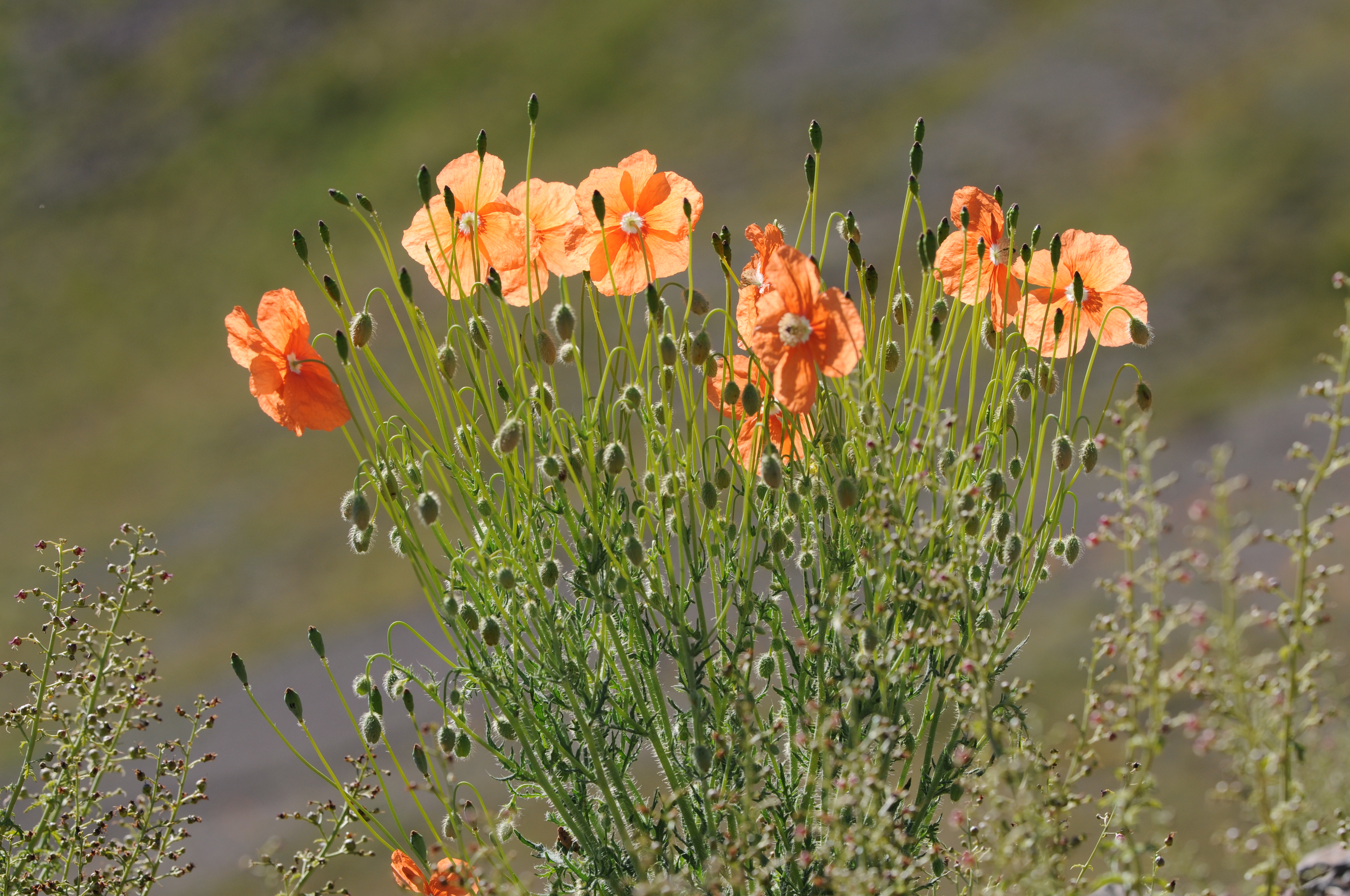 Papaver fugax 06