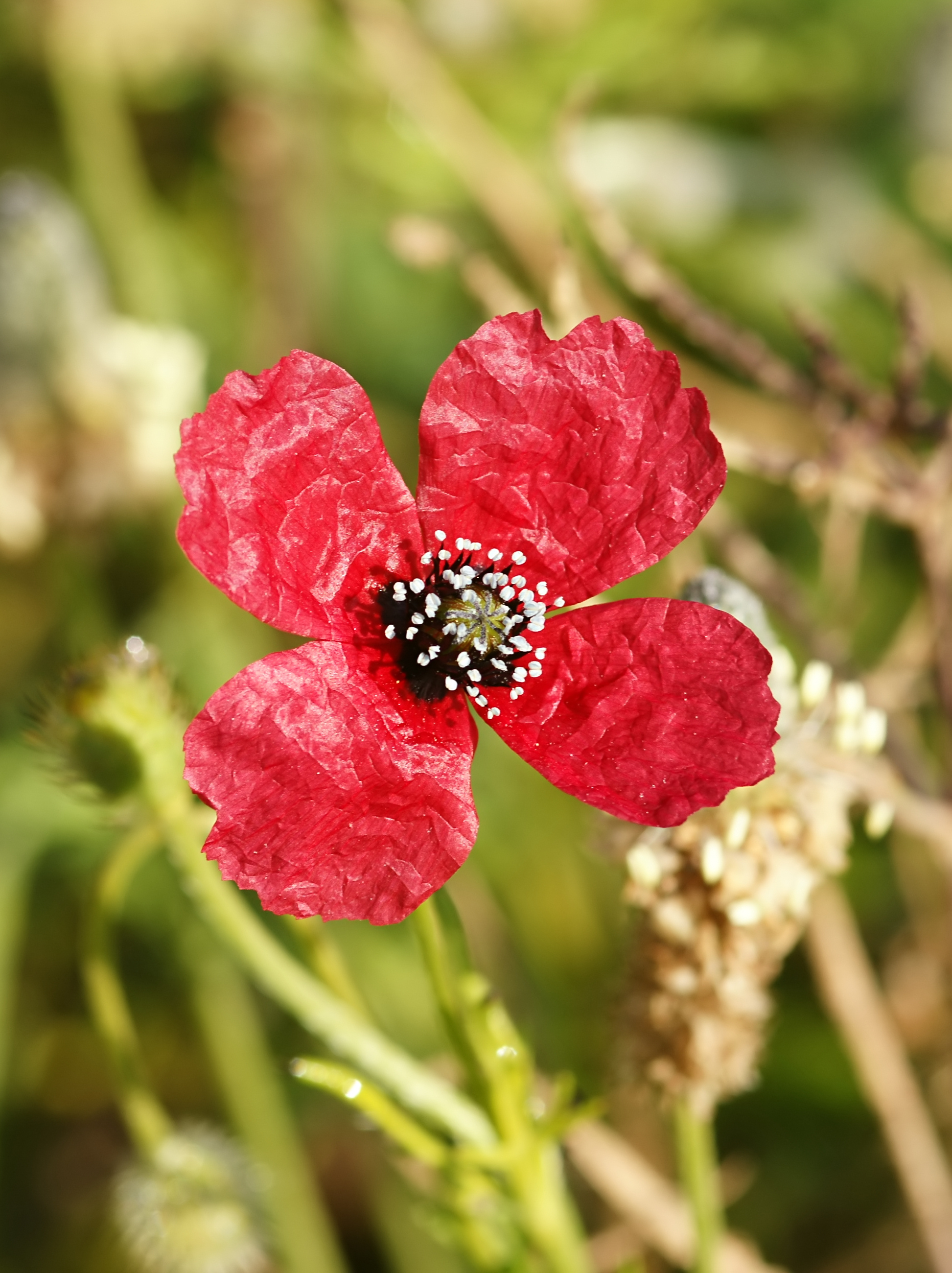 Papaver hybridum (inflorescense)