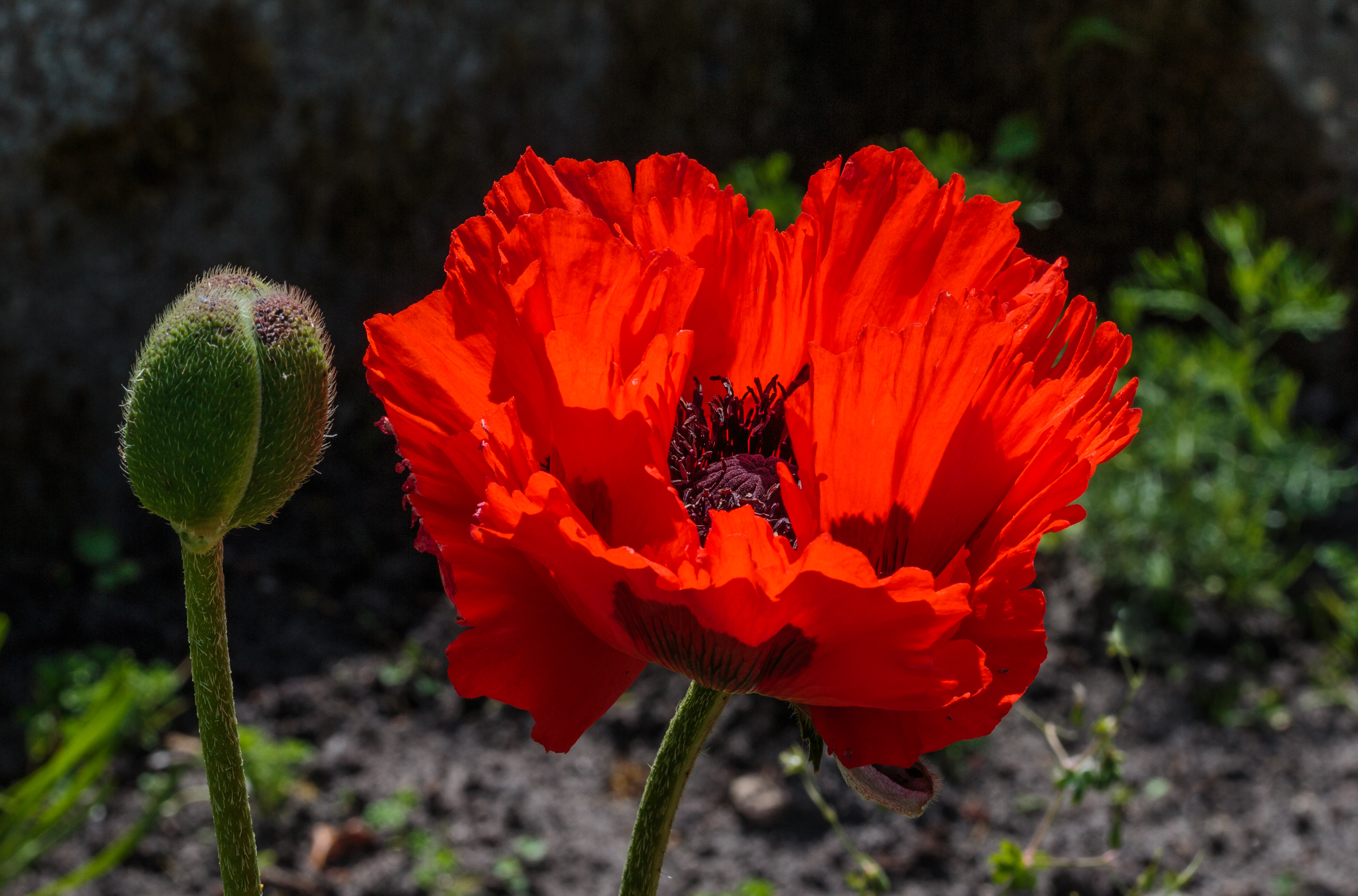 Papaver oriëntale. Locatie, Tuinen Mien Ruys