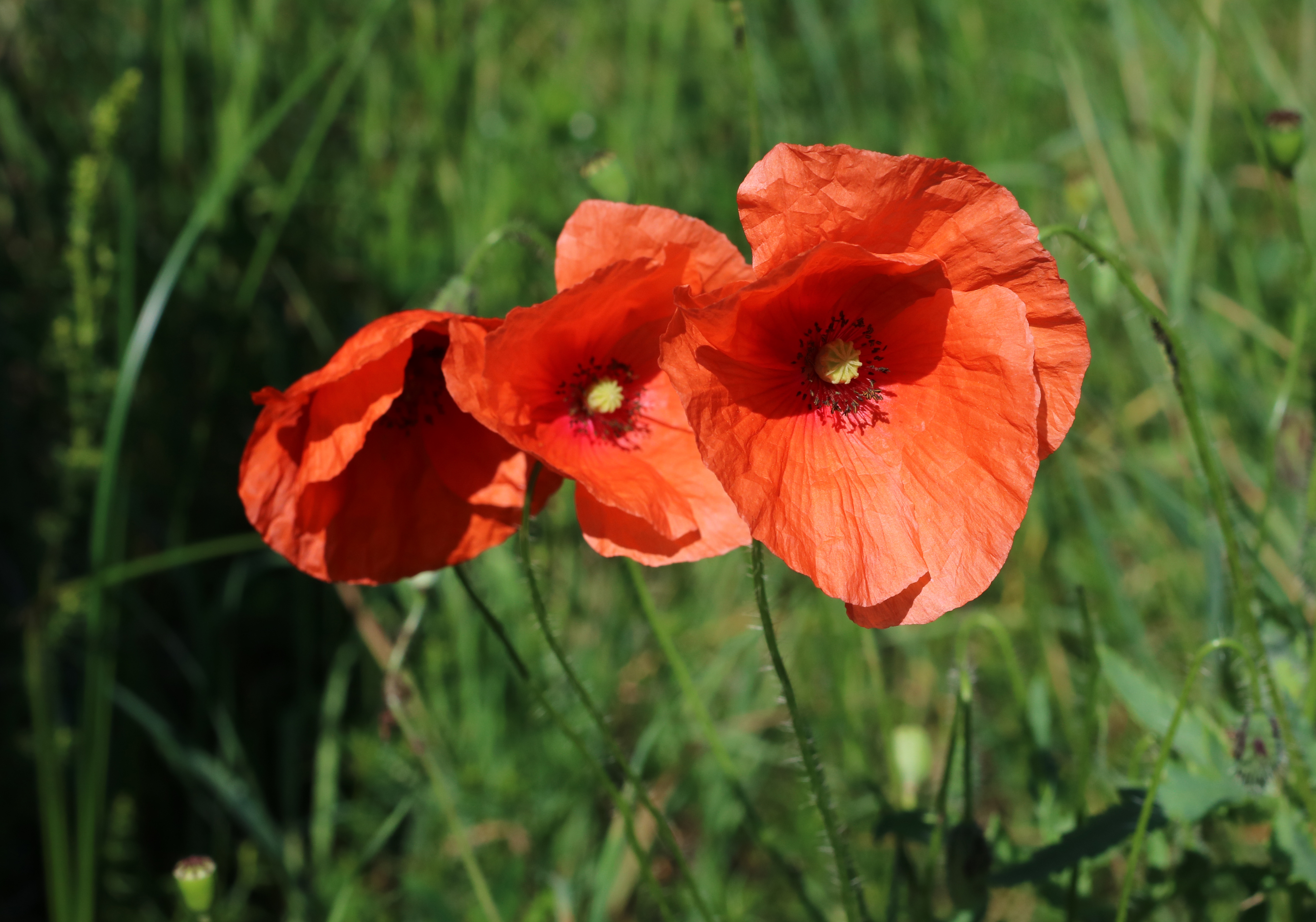 Papaver rhoeas 2017 G1