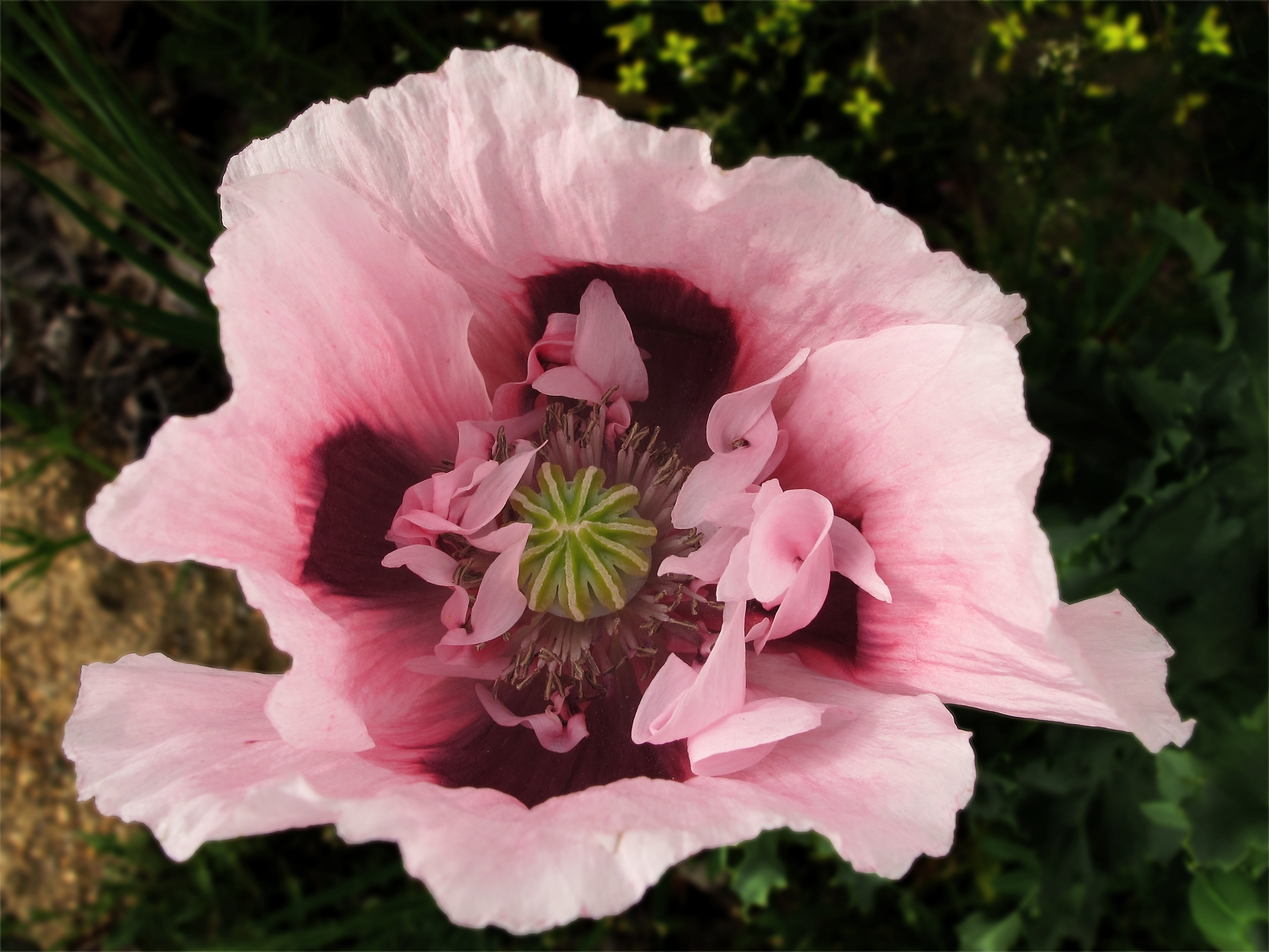 Papaver somniferum (7199492186)