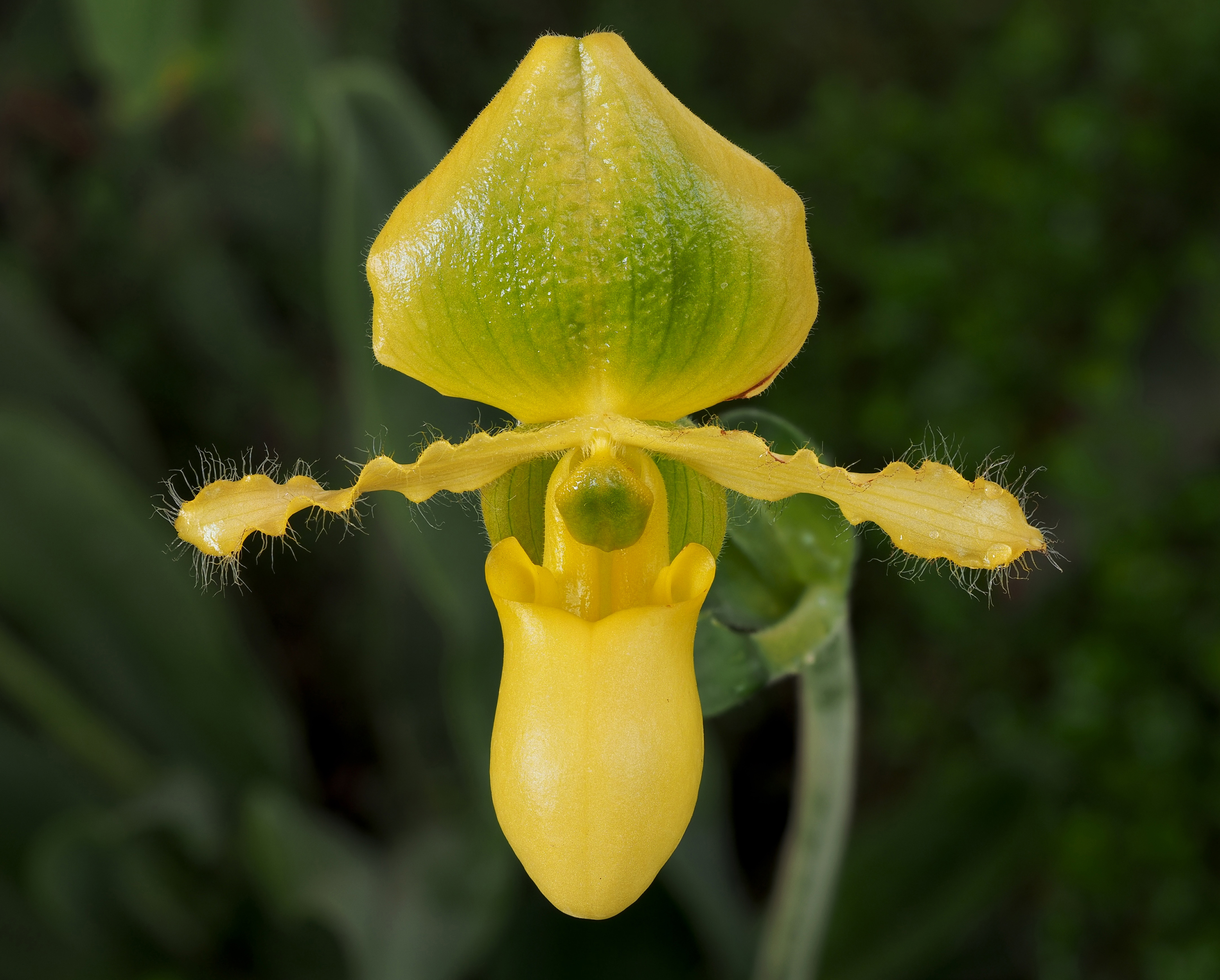 Paphiopedilum Pinocchio (yellow)