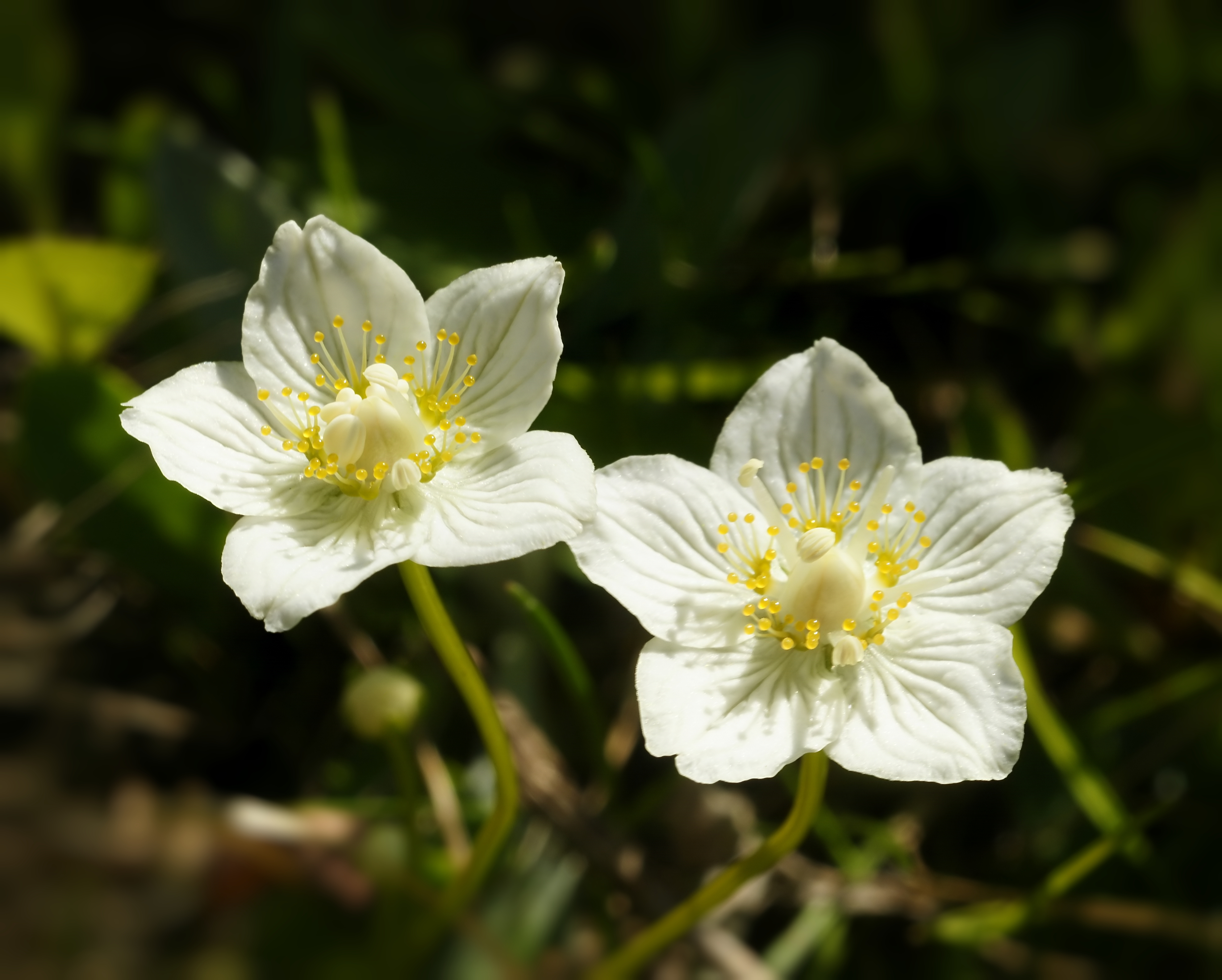 Parnassia palustris (flowers)