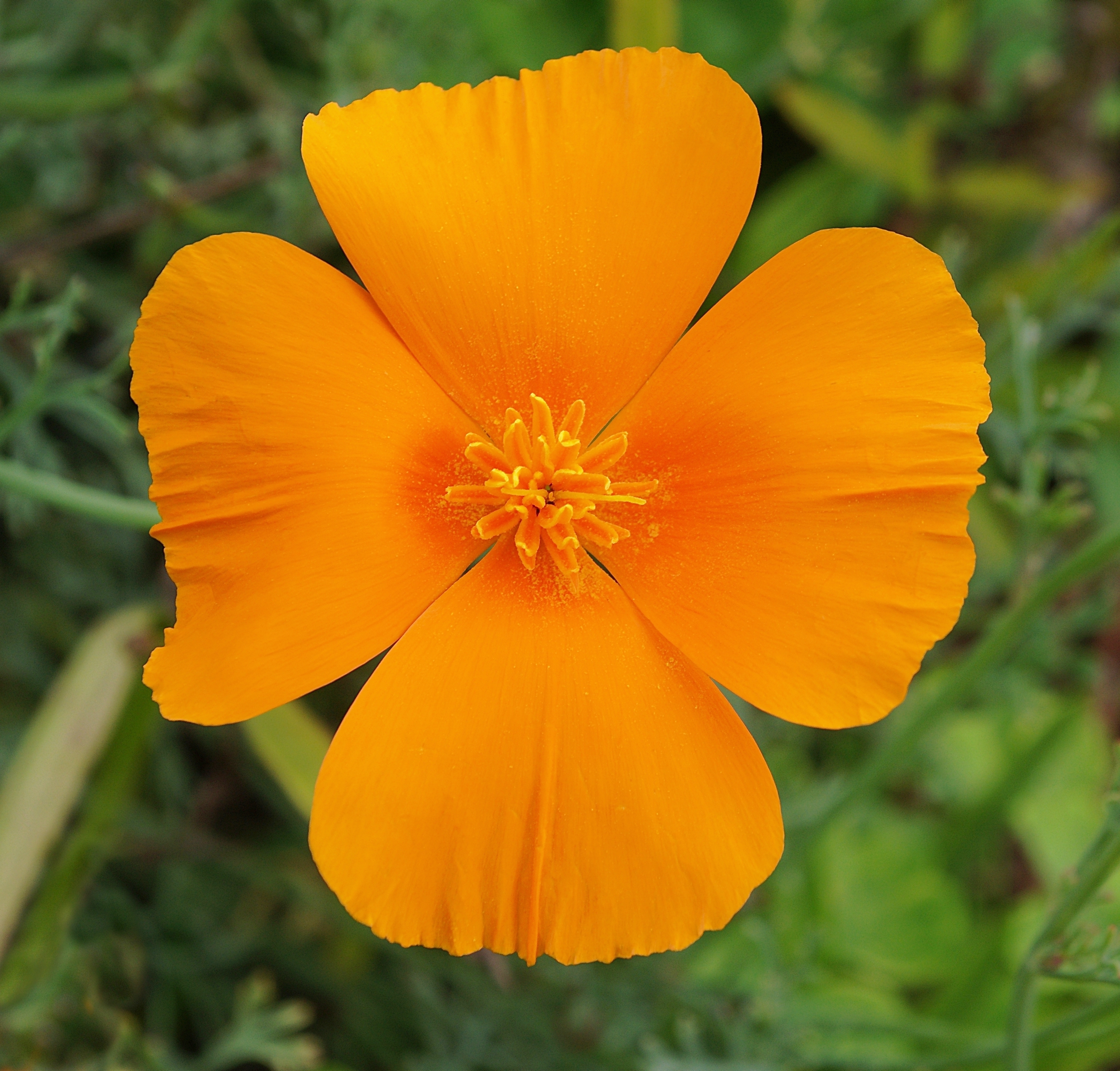 Pavot de Californie FR 2012
