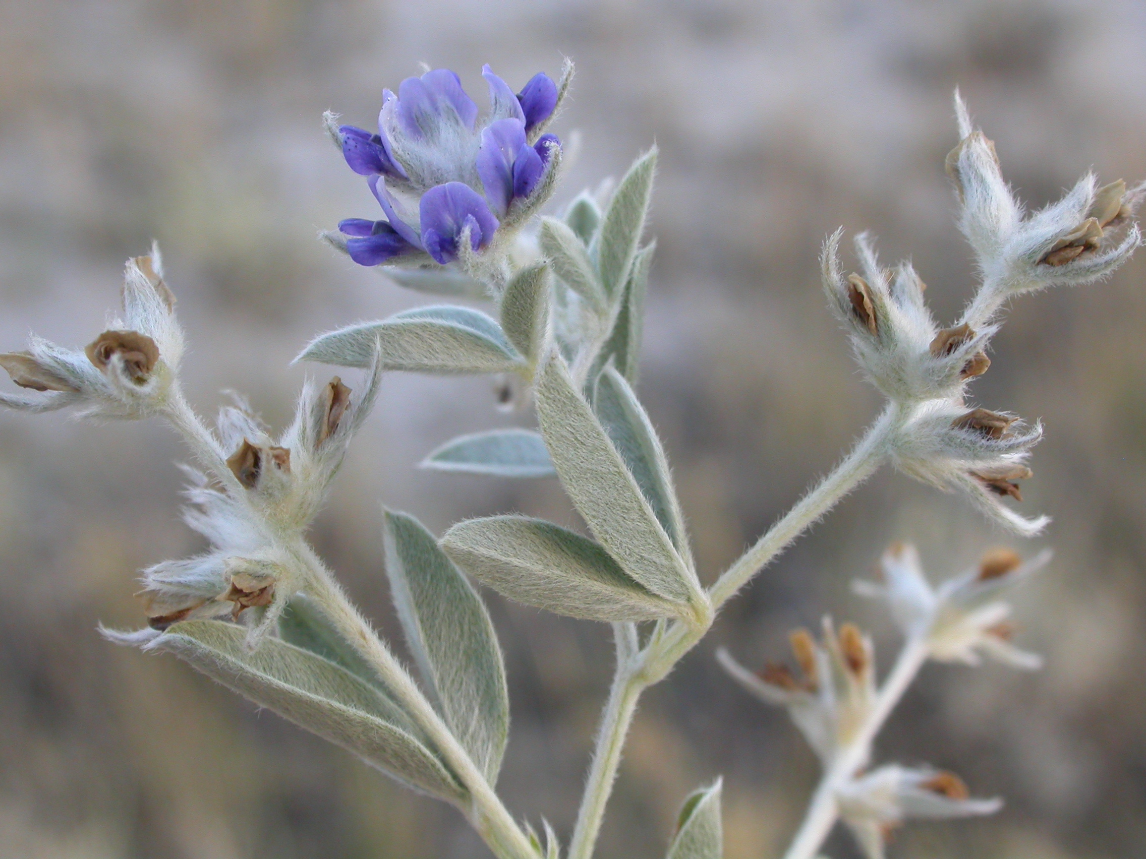 Pediomelum arguophyllum (Psoralea argophylla) (4016140458)