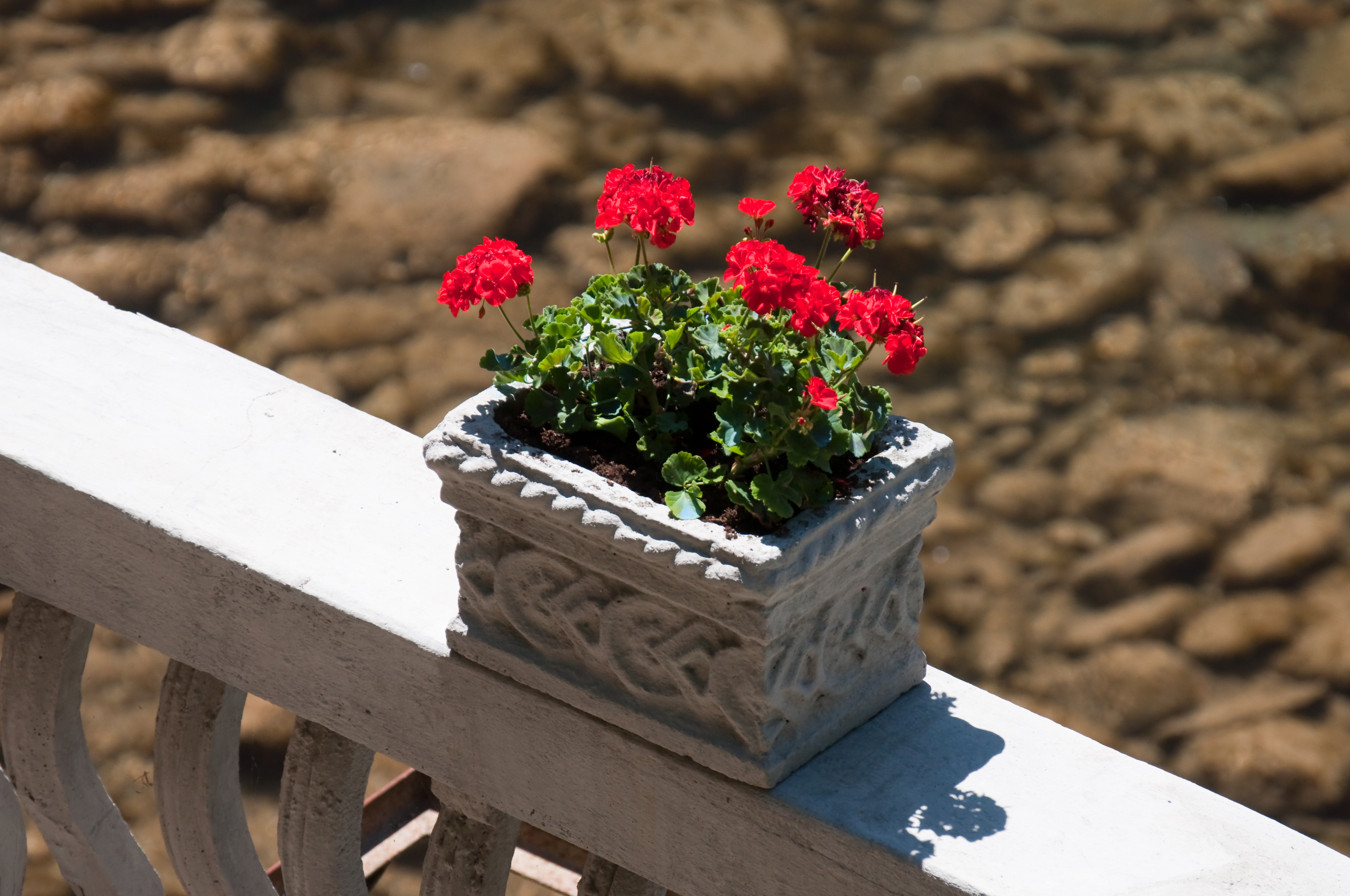 Pelargonien in Ponte di Serraglio