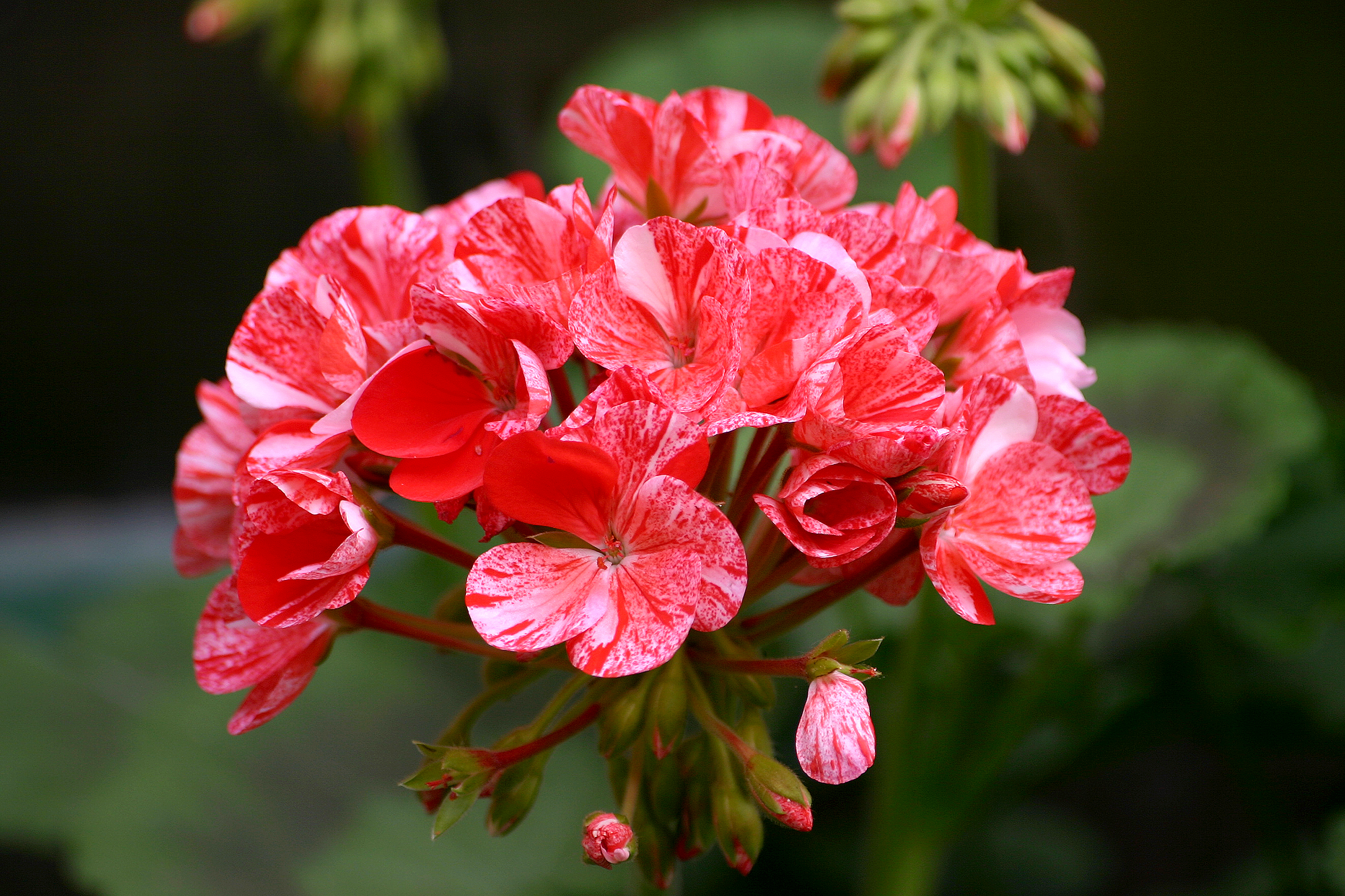 Pelargonija svetlejša