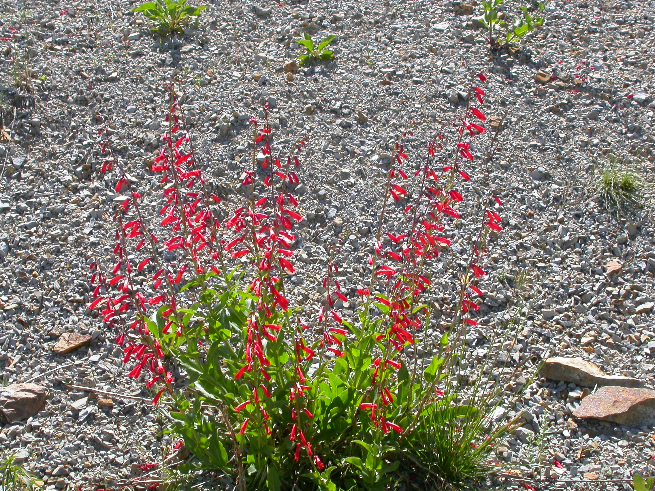 Penstemon eatonii (4412909502)