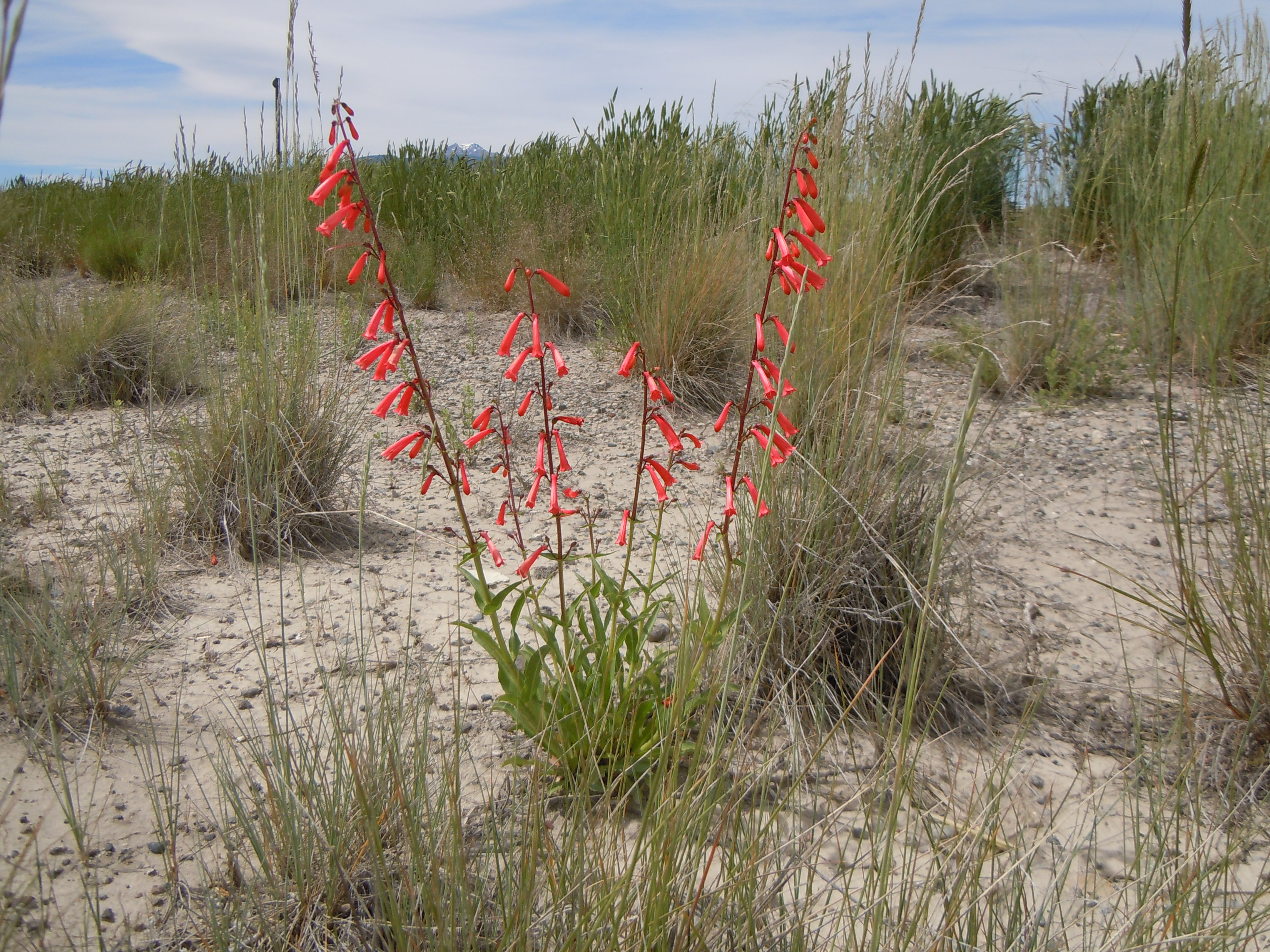 Penstemon eatonii (5143723125)