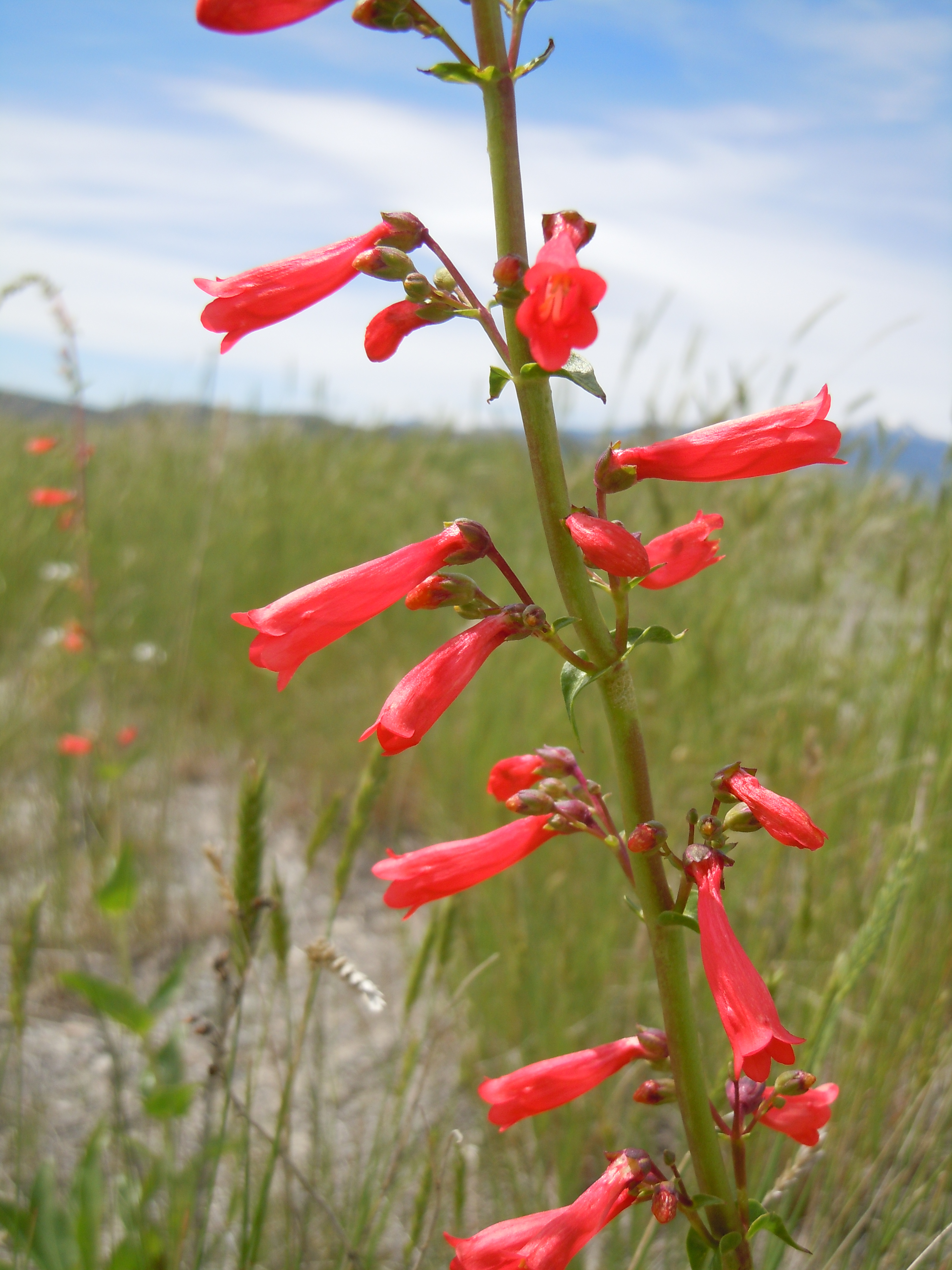 Penstemon eatonii (5144328398)