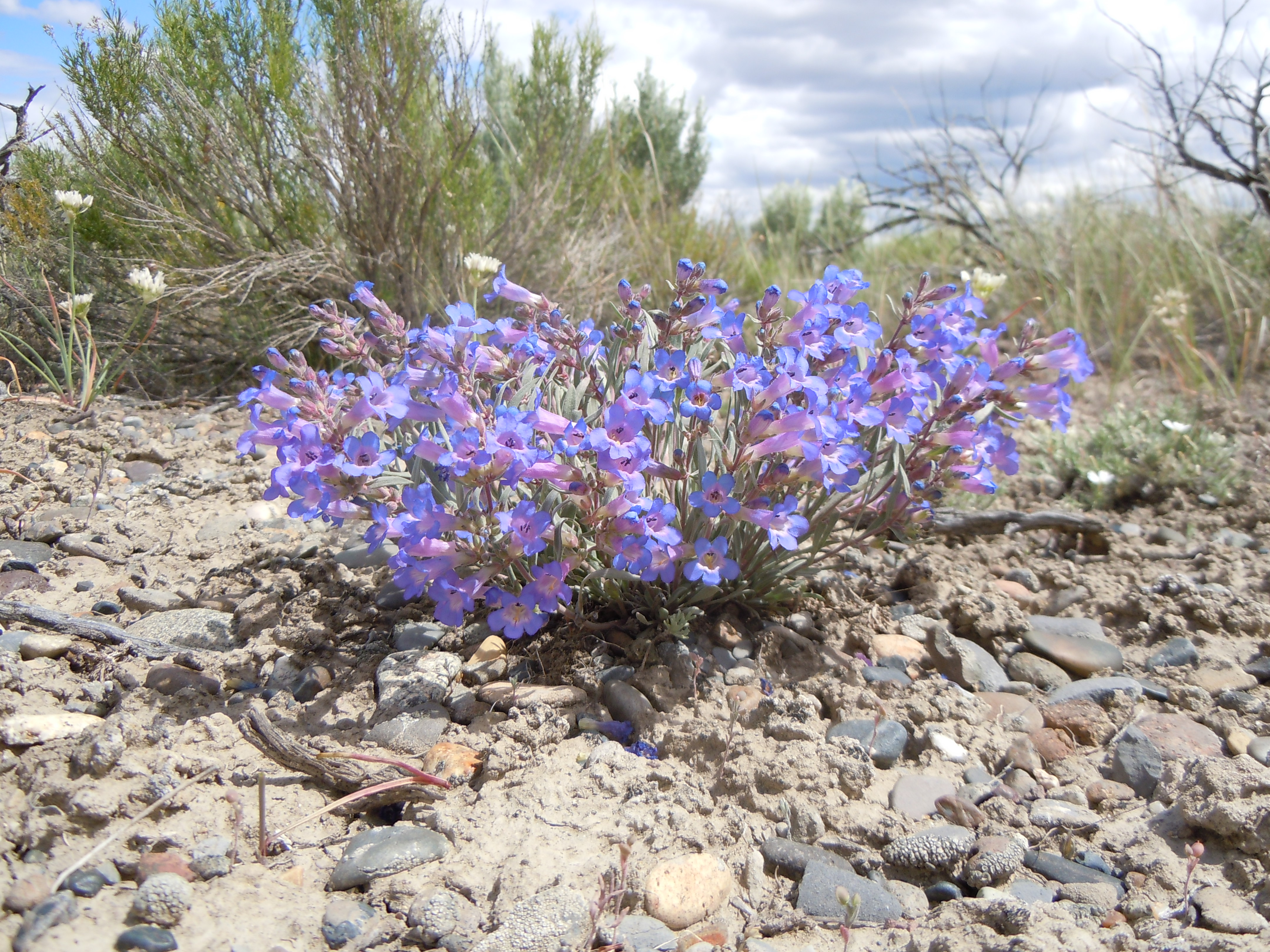 Penstemon pumilus (5851923646)