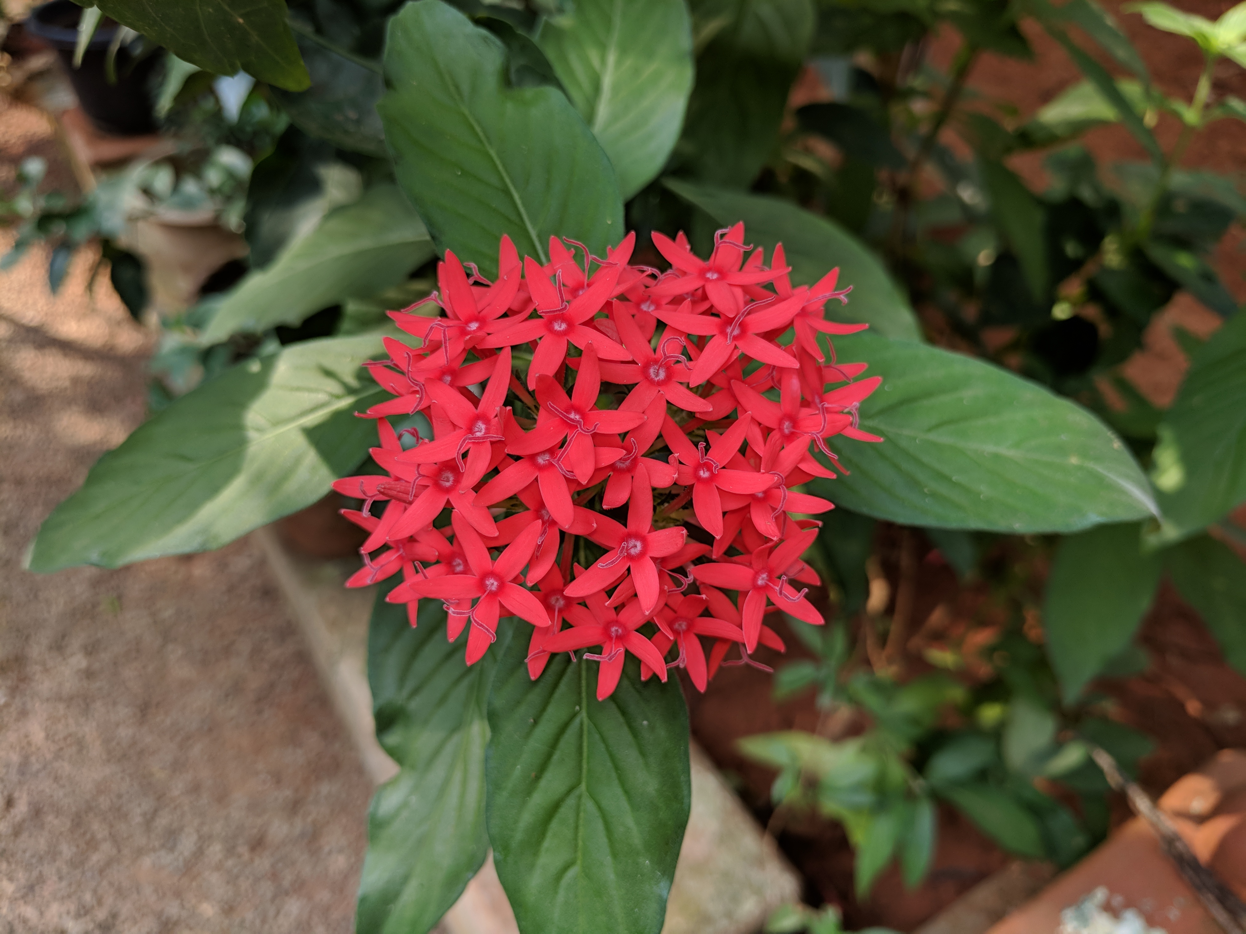 Pentas lanceolata 44