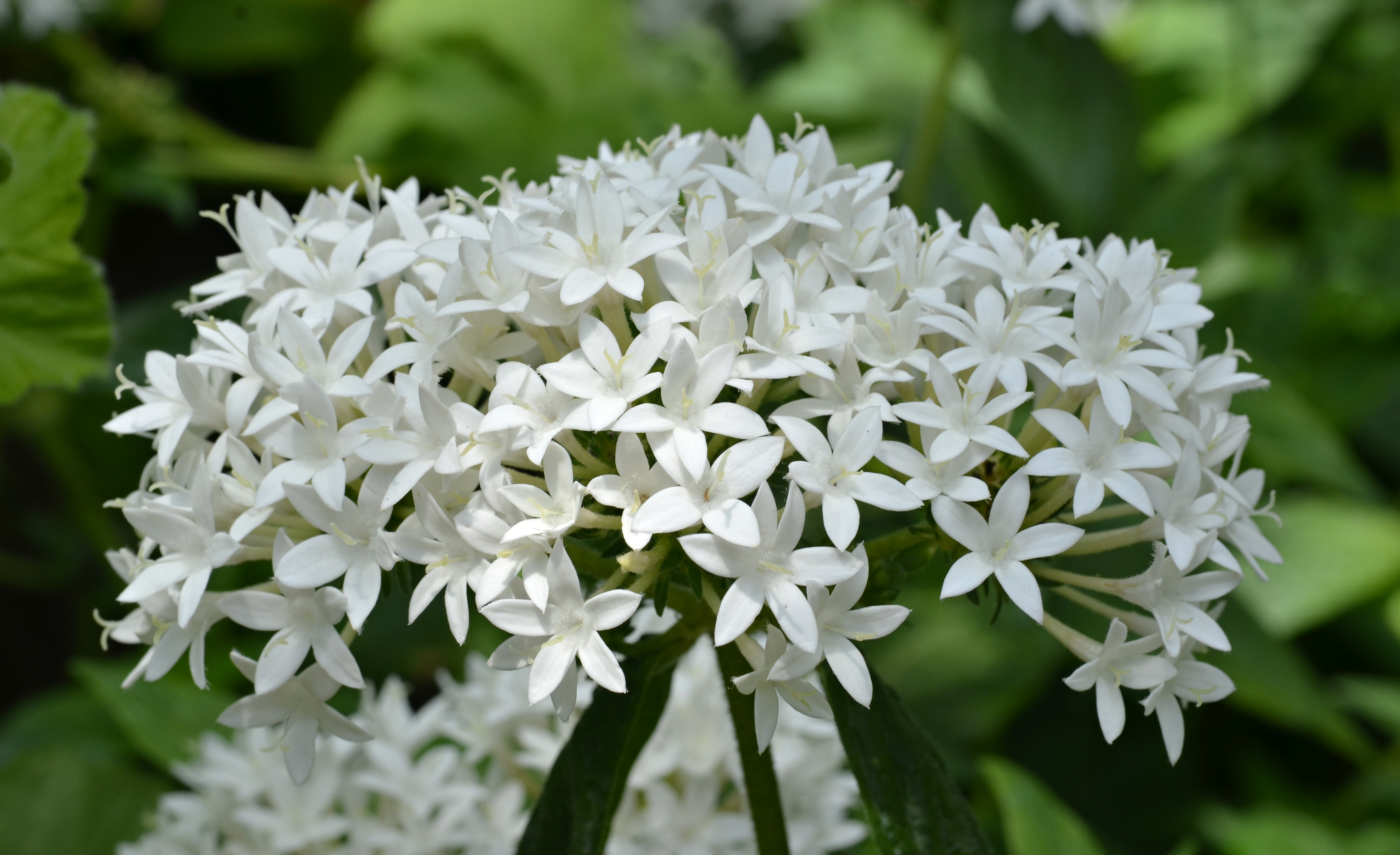Pentas lanceolata Flowers