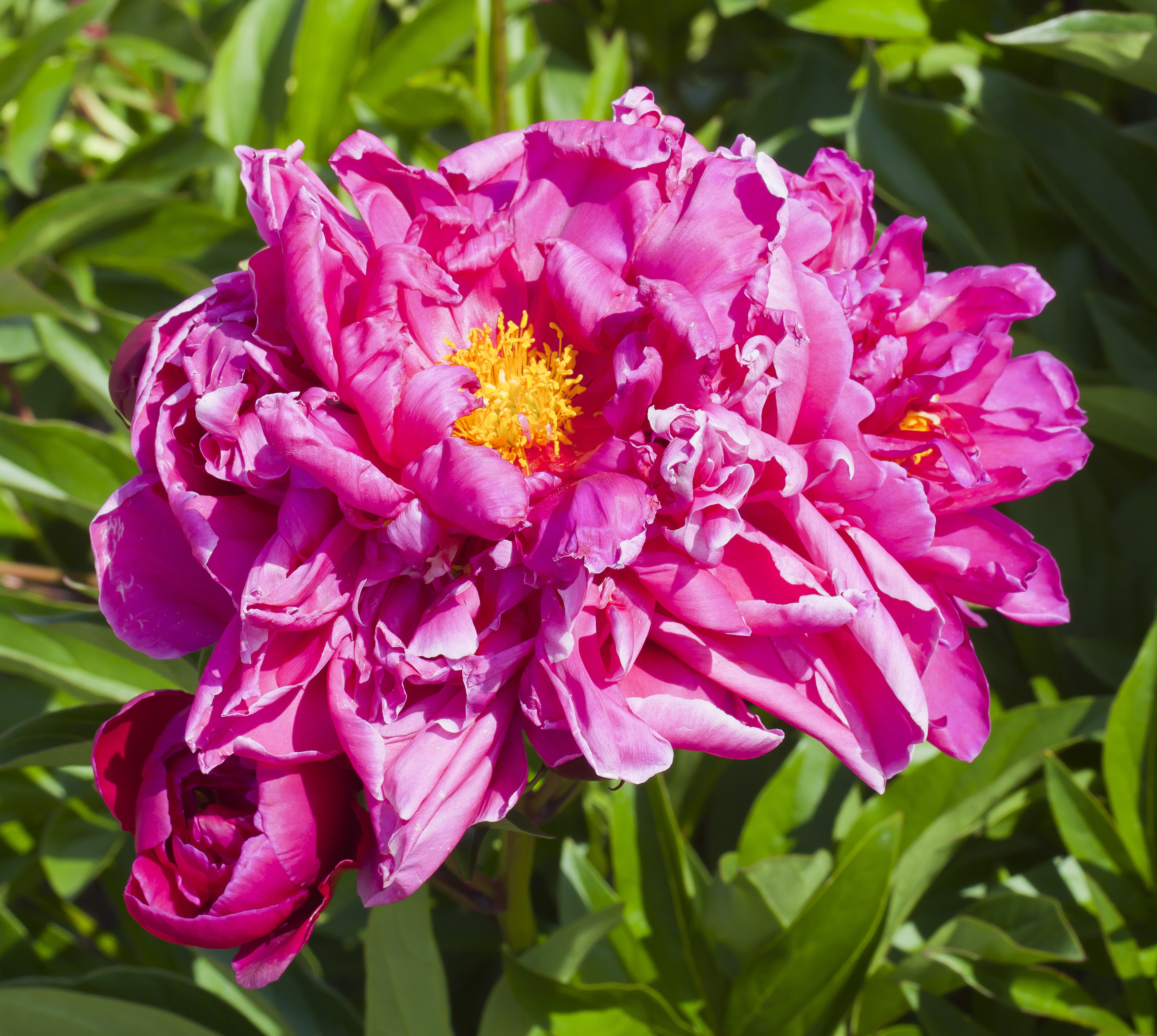 Peonía (Paeonia suffruticosa), Múnich, Alemania, 2012-06-07, DD 02