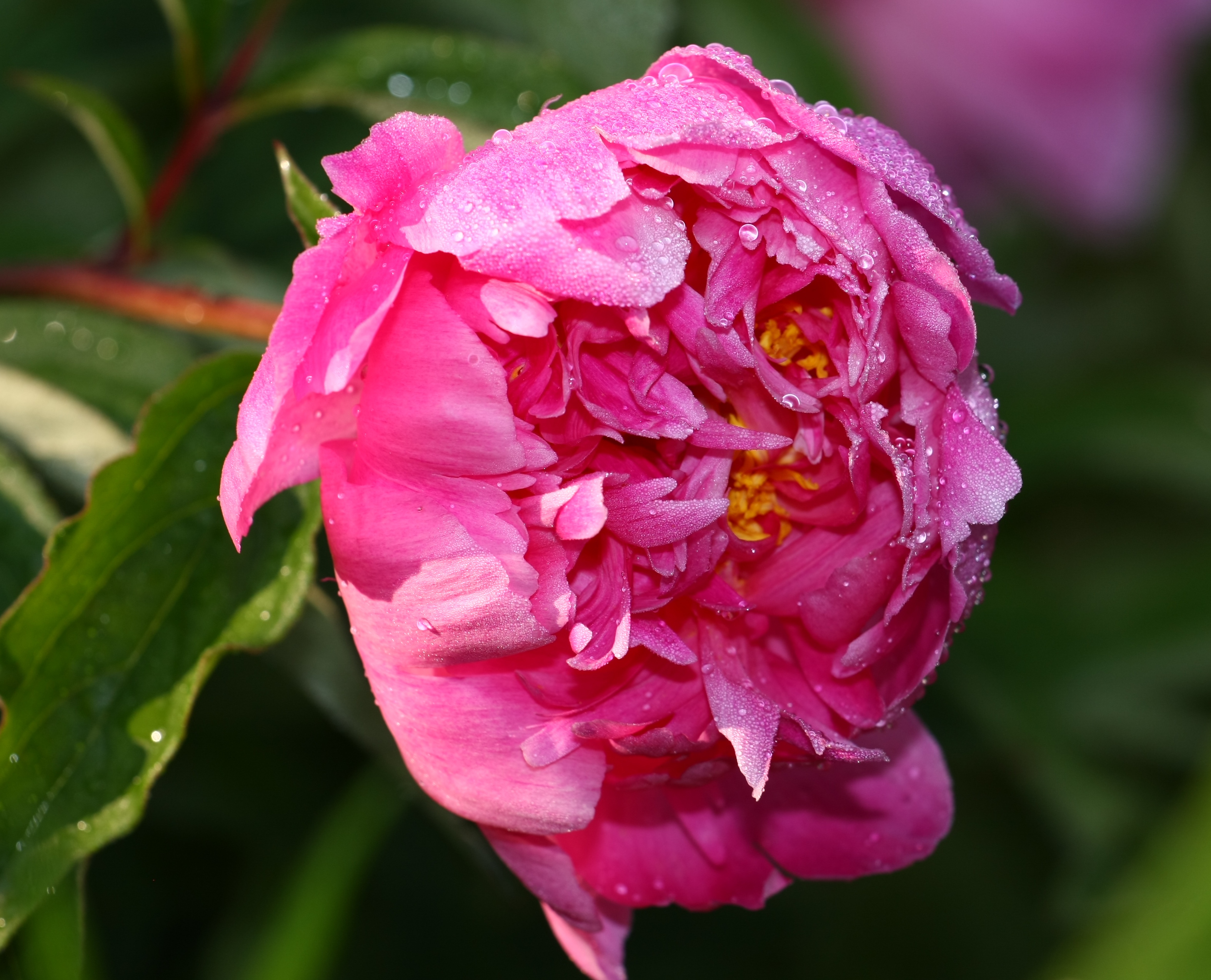 Peony Pink