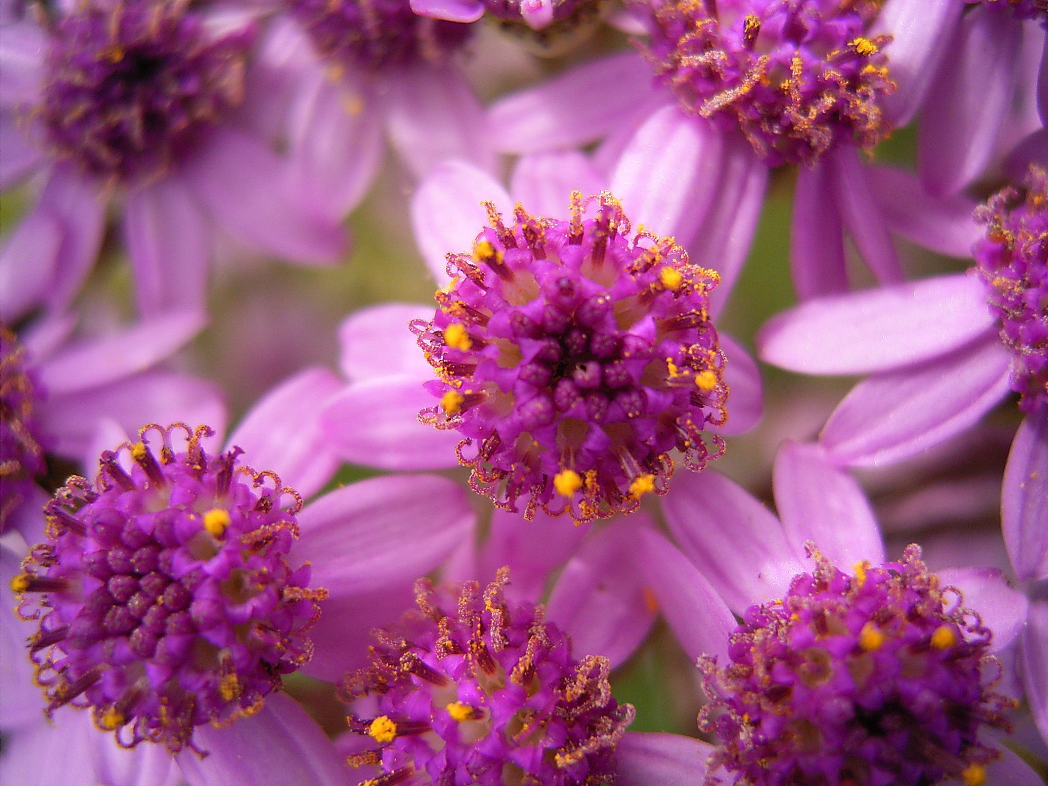 Pericallis papyracea (Puntallana) 01