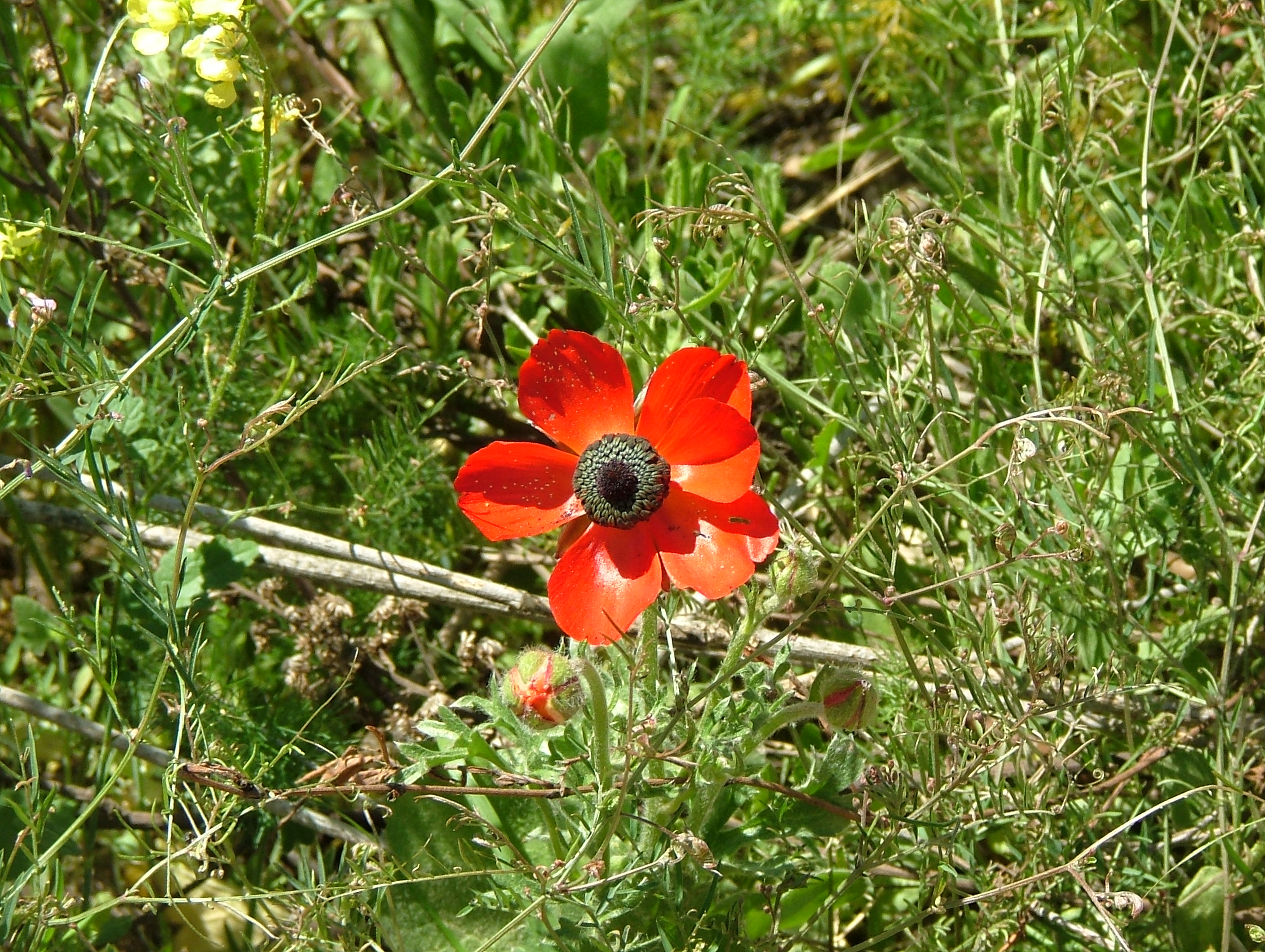 Persian Buttercup 05