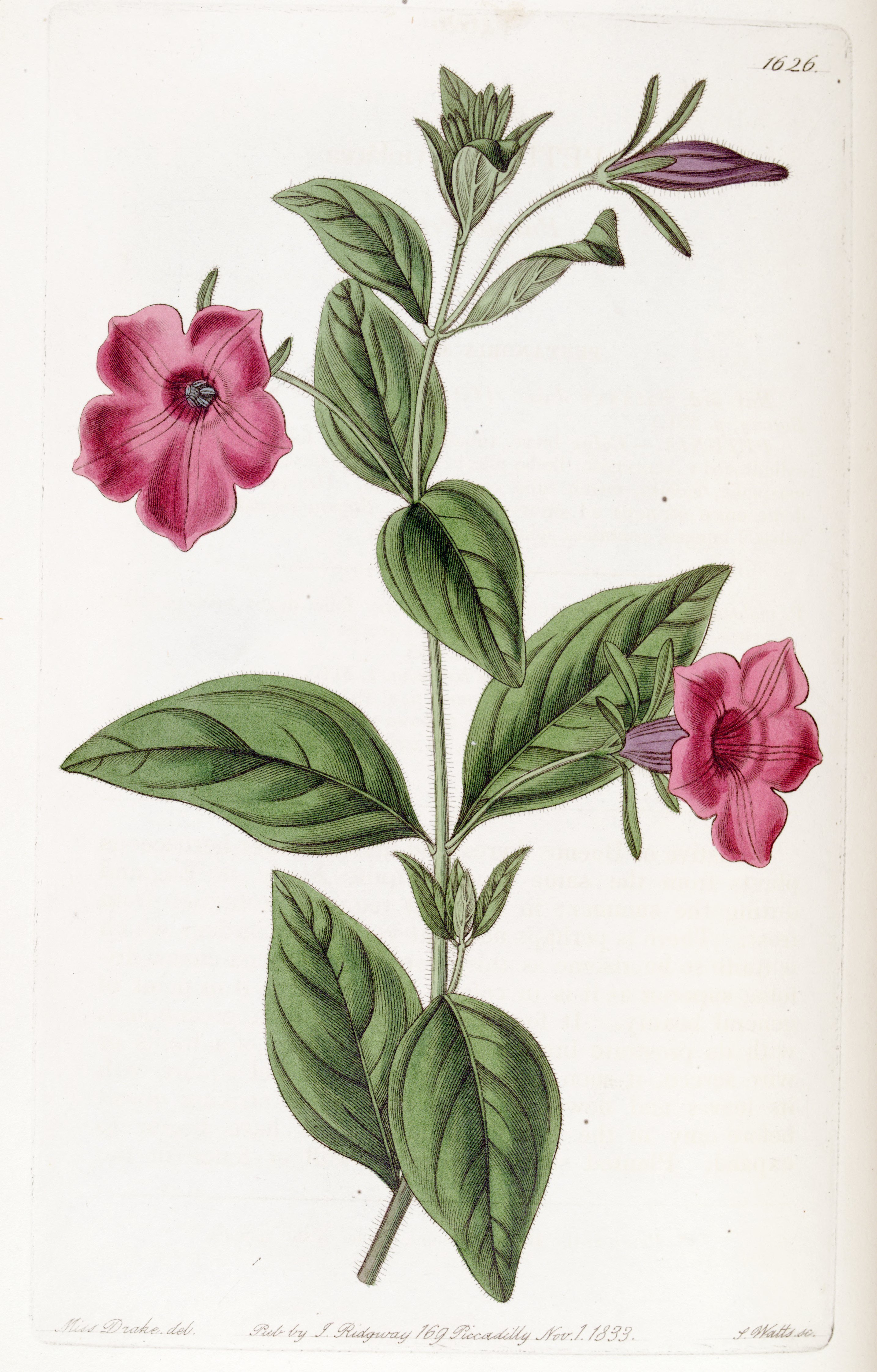Petunia violacea Edwards's Bot. Reg. 19. 1626. 1833