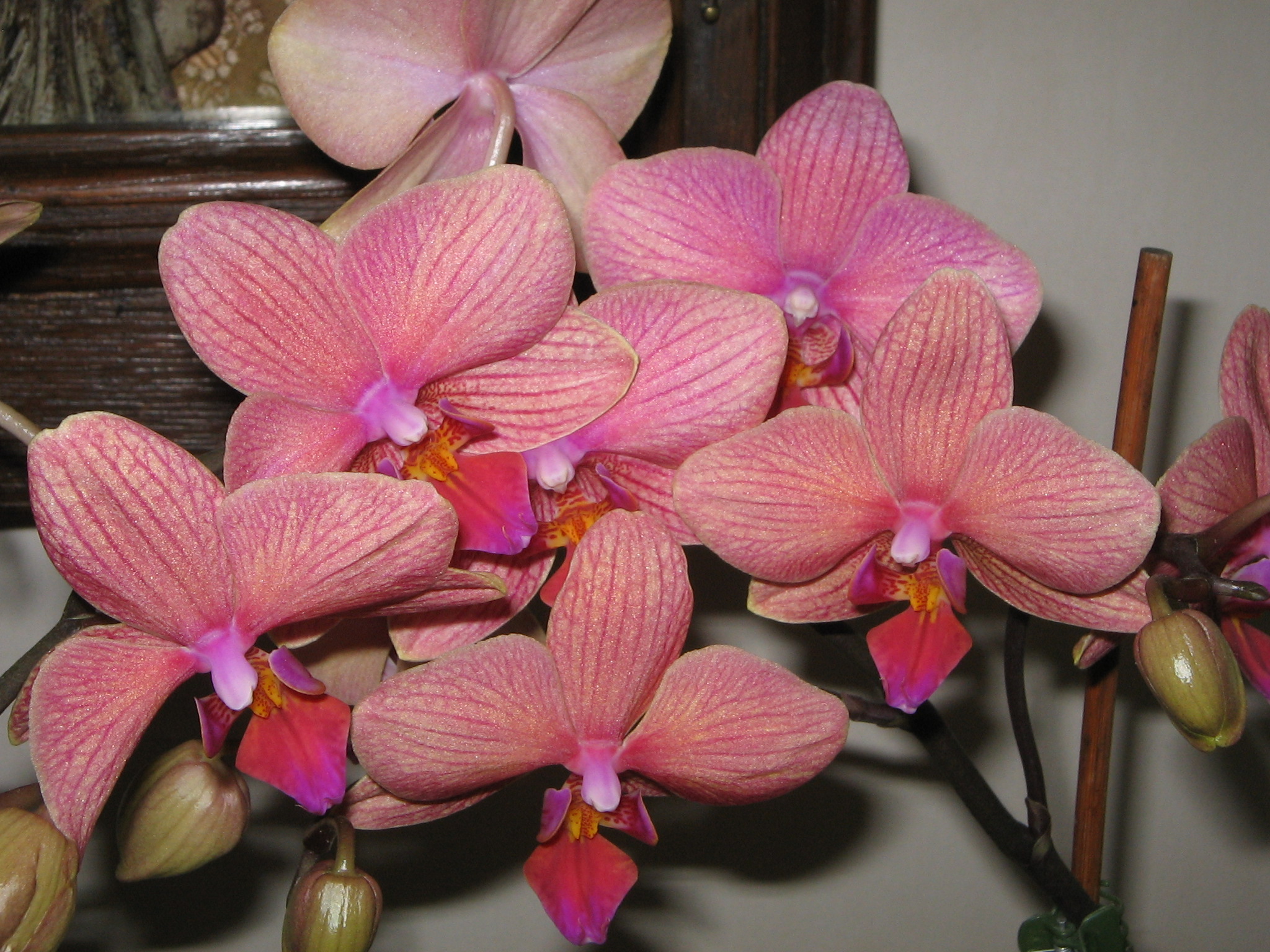 Phalaenopsis cv03c