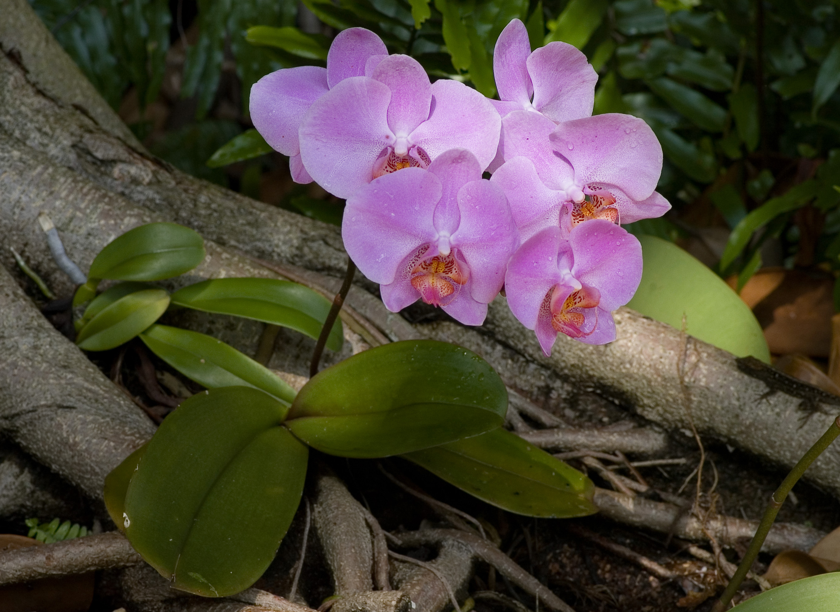 Phalaenopsis purple cultivar 2