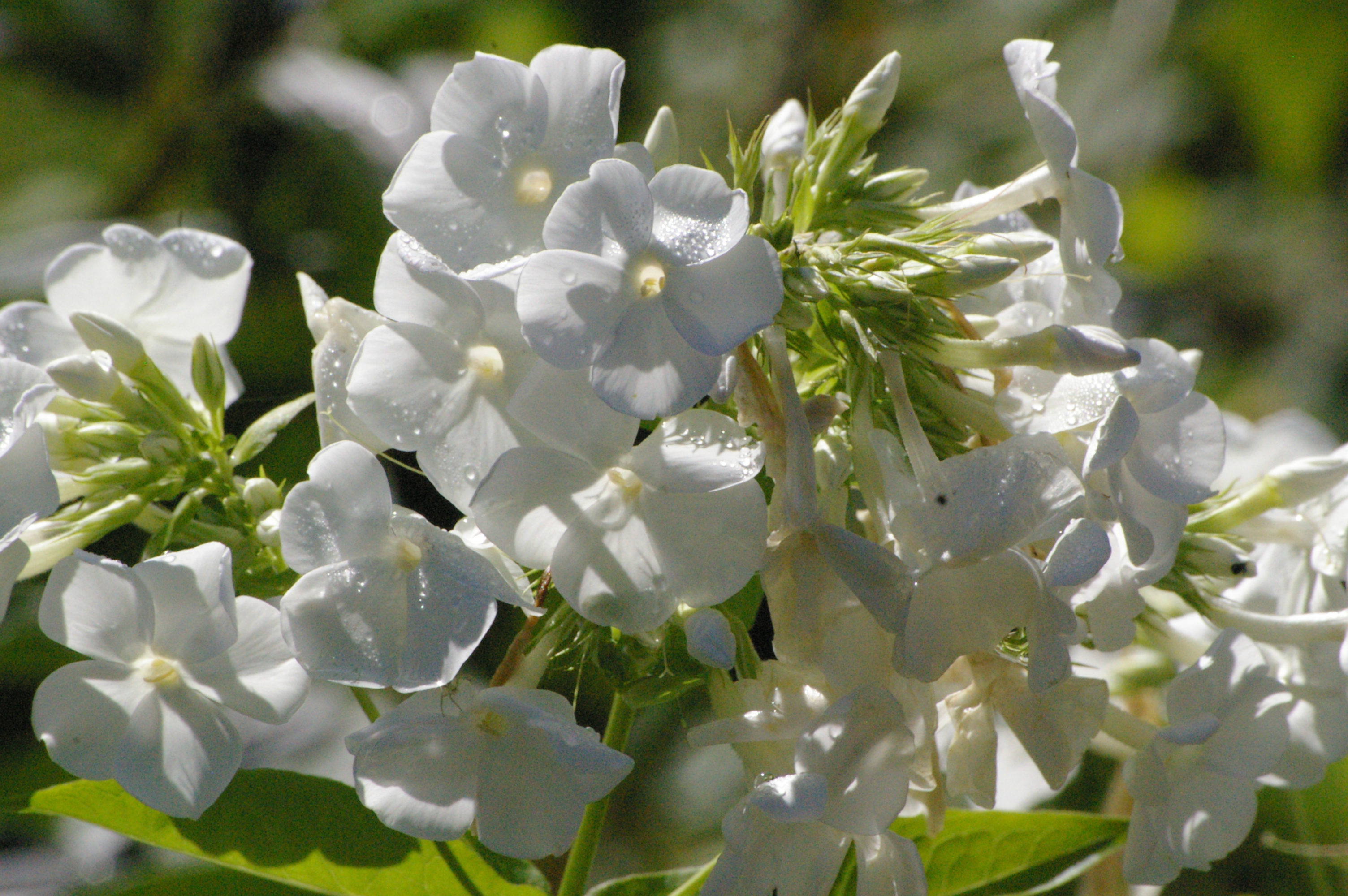 Phlox